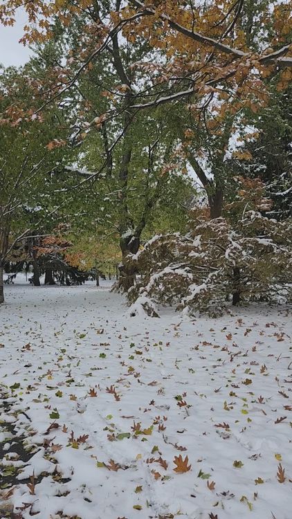 Serene Winter Forest with Fresh Snowfall Free Stock Video Footage ...