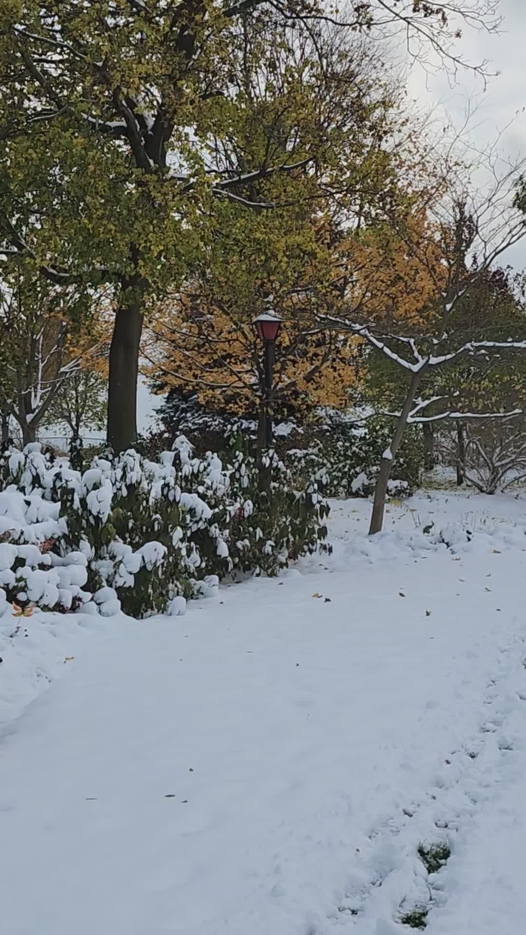 tranquil snowy park pathway in winter 35321585 — free pexels stock footage