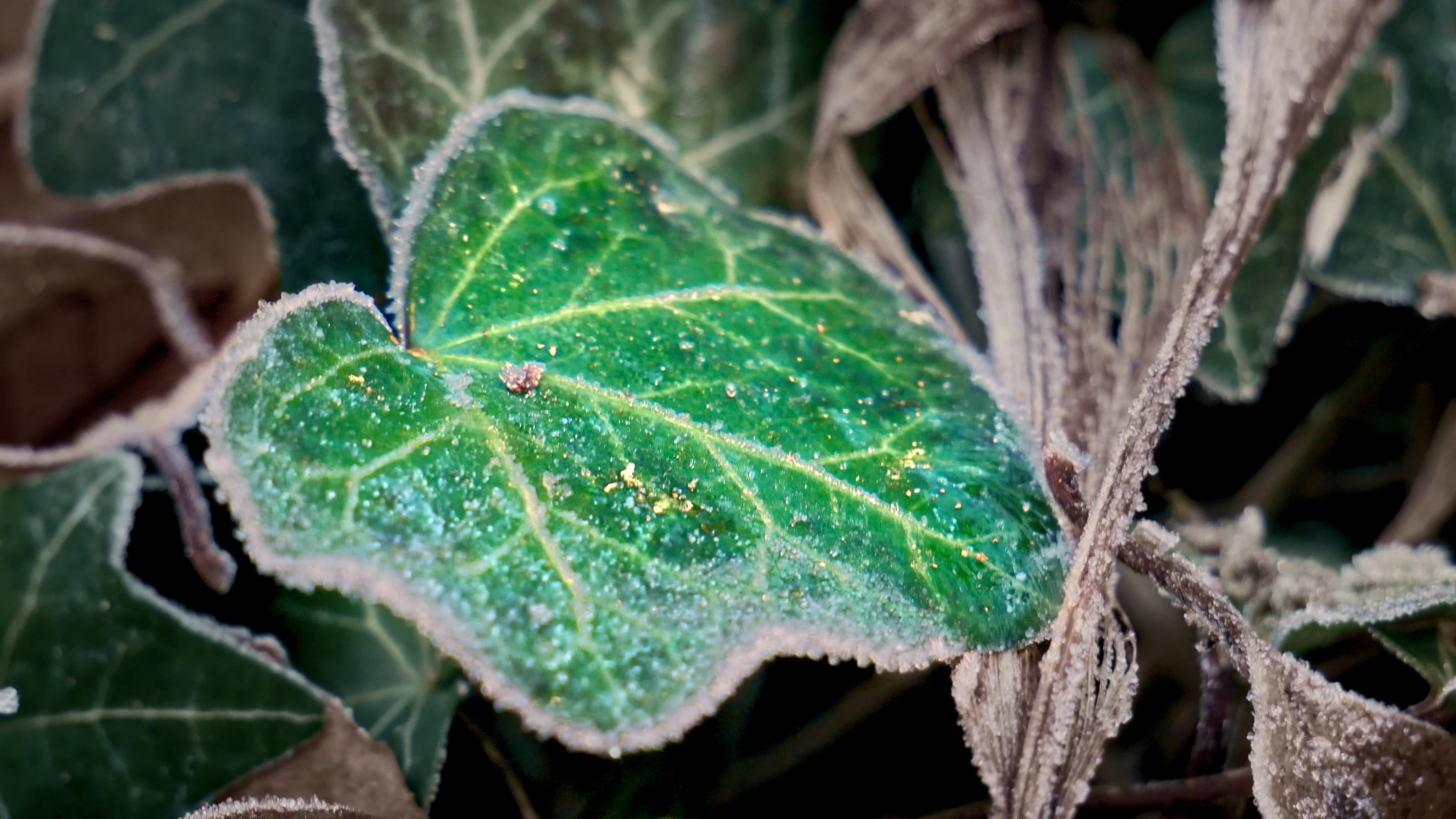Frost Visible On Plant Leaves In A Cold Weather · Free