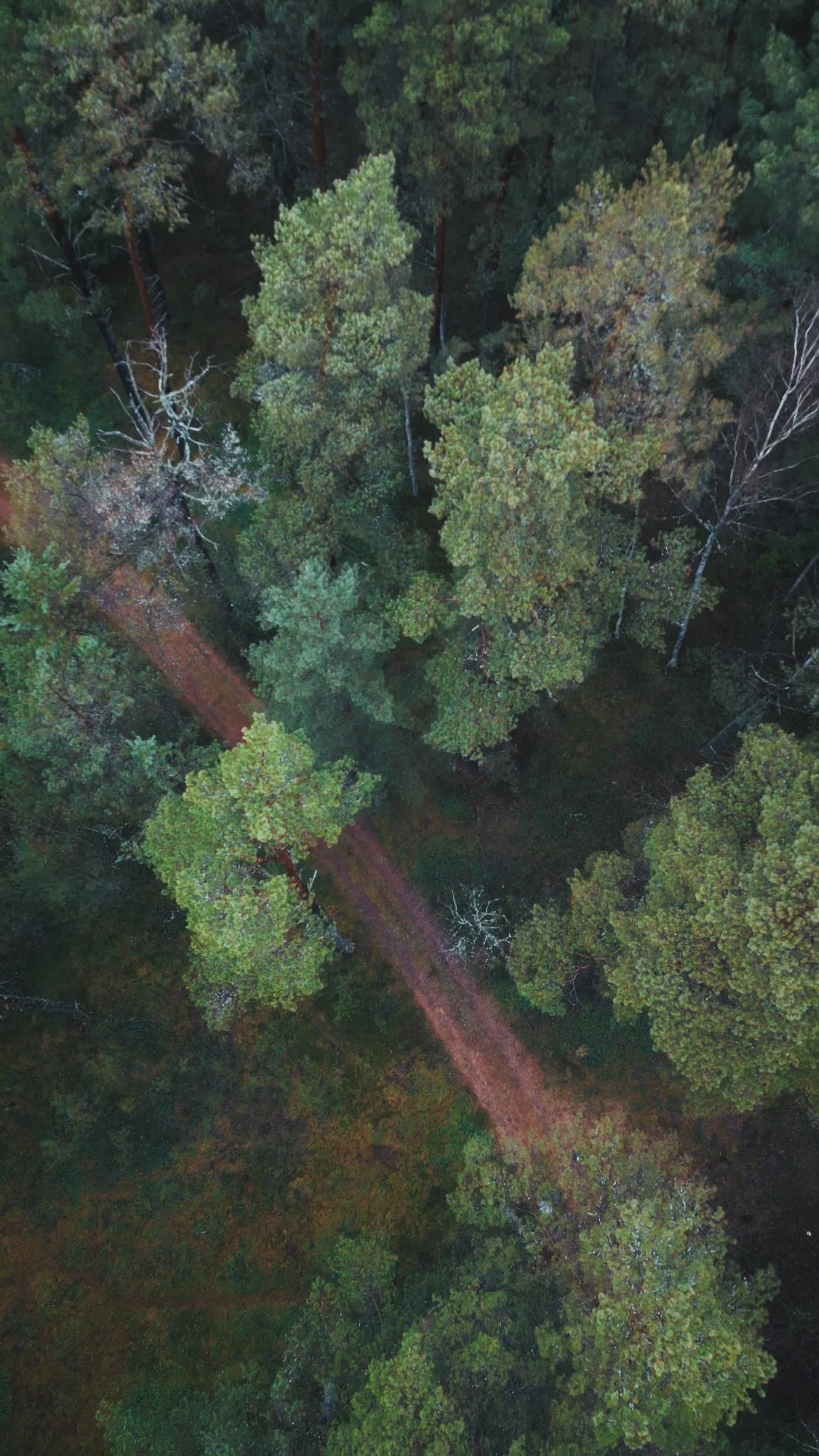 aerial view of a dense forest pathway 35349720