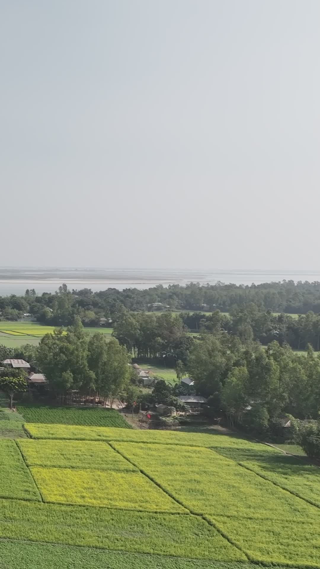 Aerial View of Lush Green Fields in Bangladesh Free Stock Video Footage ...
