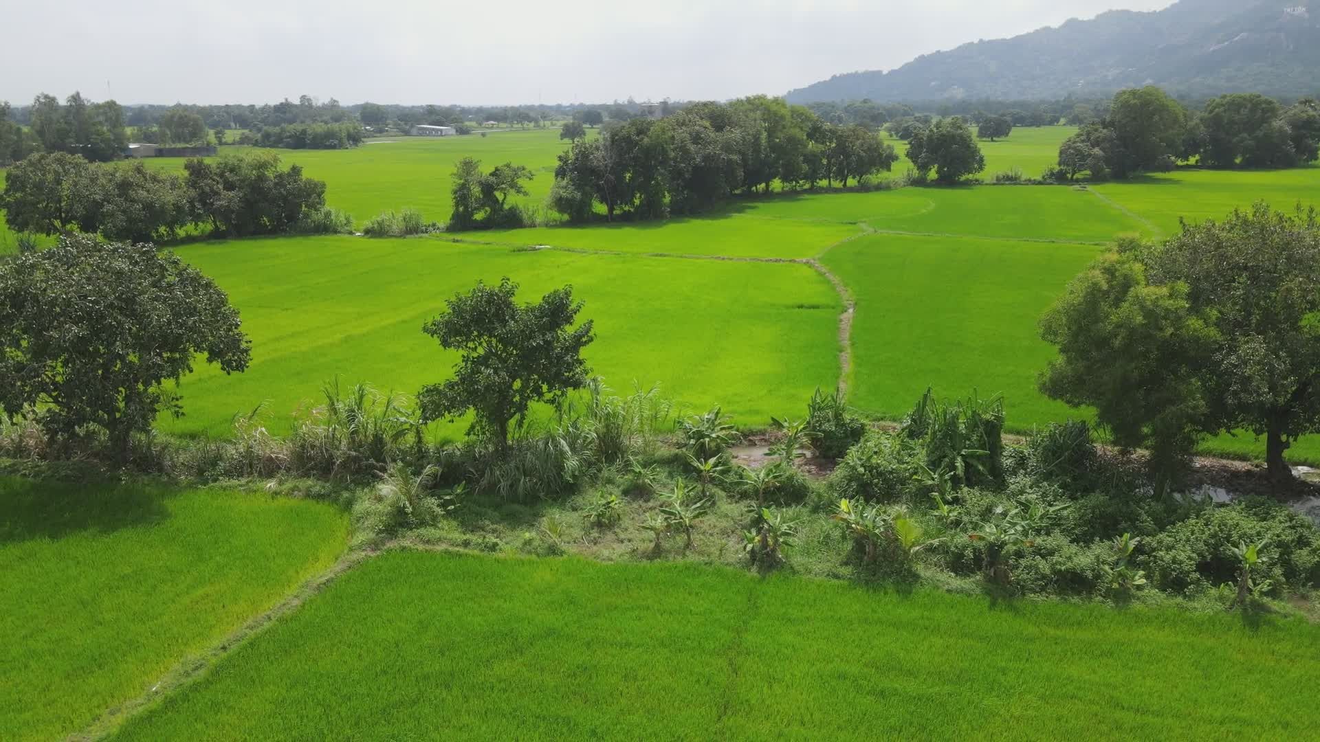 Pemandangan Padang Rumput Hijau Subur Dengan Perbukitan Di Kejauhan ...