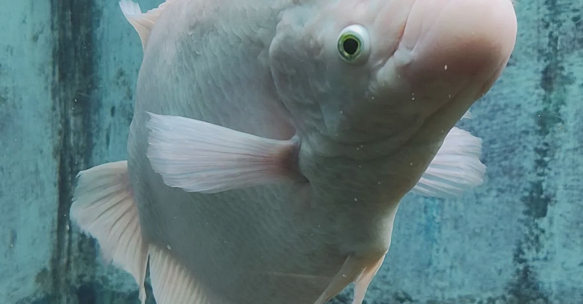 Serne String Fish Serene Fish Swimming in Aquarium Free Stock Video Footage, Royalty-Free ...