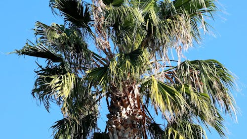 A Palm Tree Under A Blue Sky