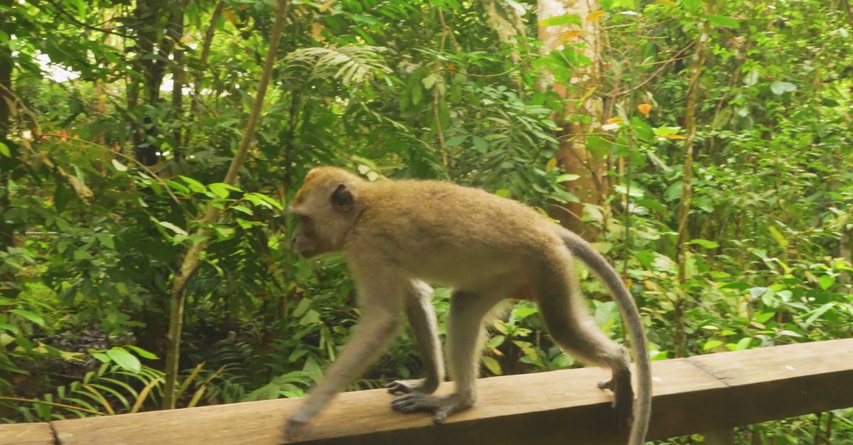 Monkey Add Wild Monkey Walking on Jungle Boardwalk Free Stock Video Footage ...