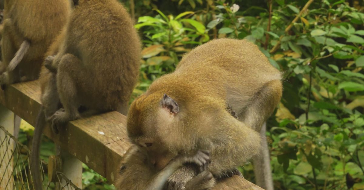 Monkey Add Playful Monkeys in Lush Jungle Setting Free Stock Video Footage ...