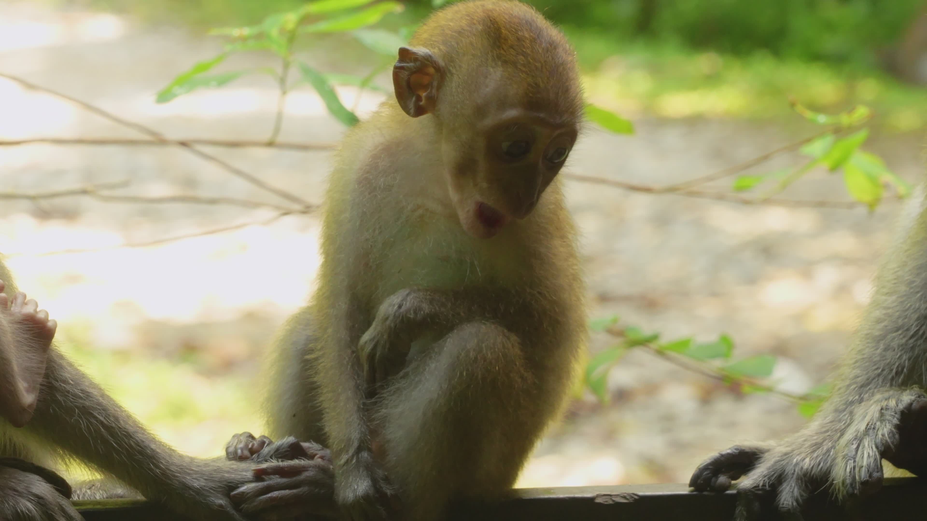 Playful Baby Monkeys in Their Natural Habitat Free Stock Video Footage ...
