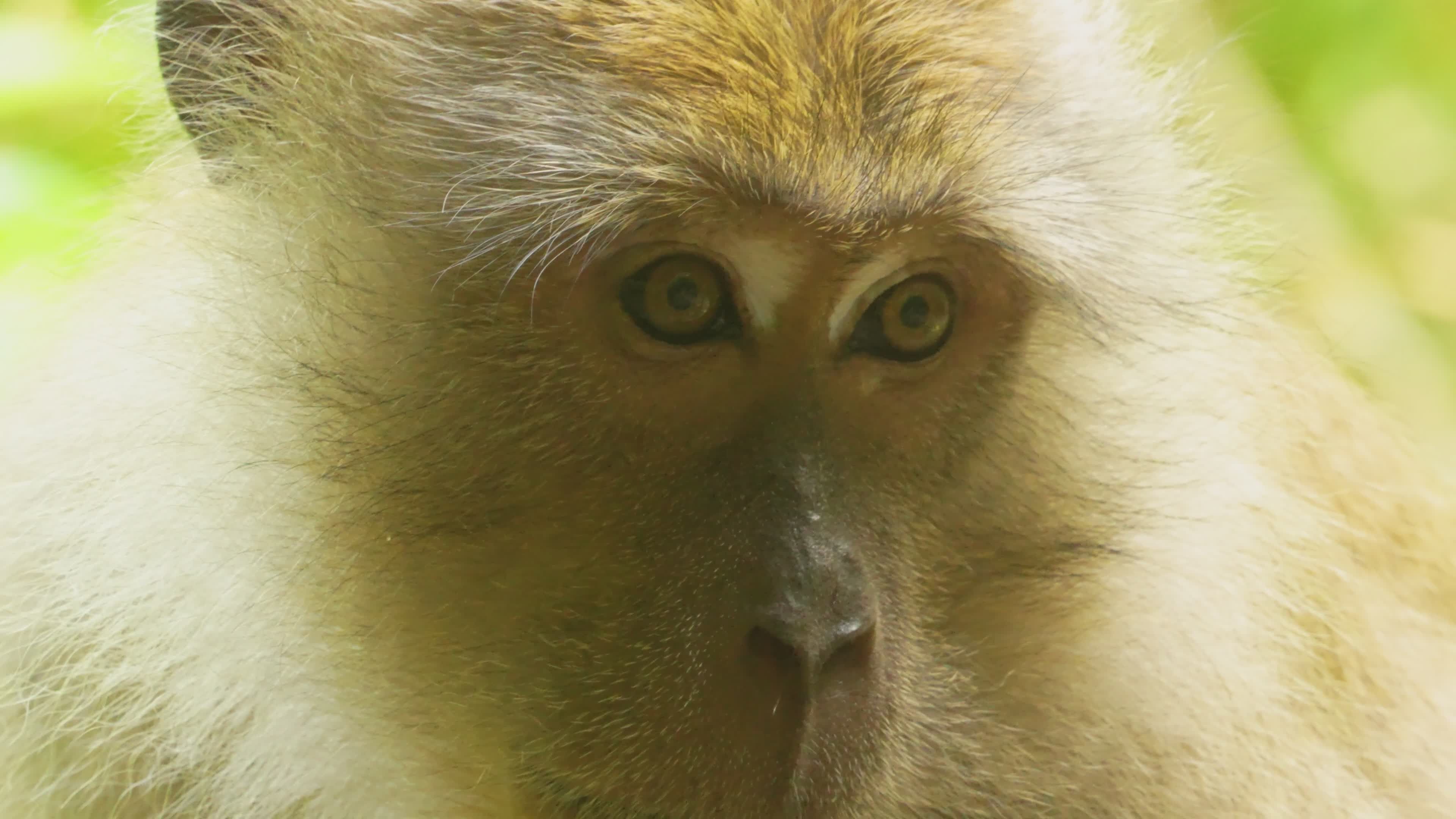 Close-up of a Curious Young Monkey in Nature Free Stock Video Footage ...