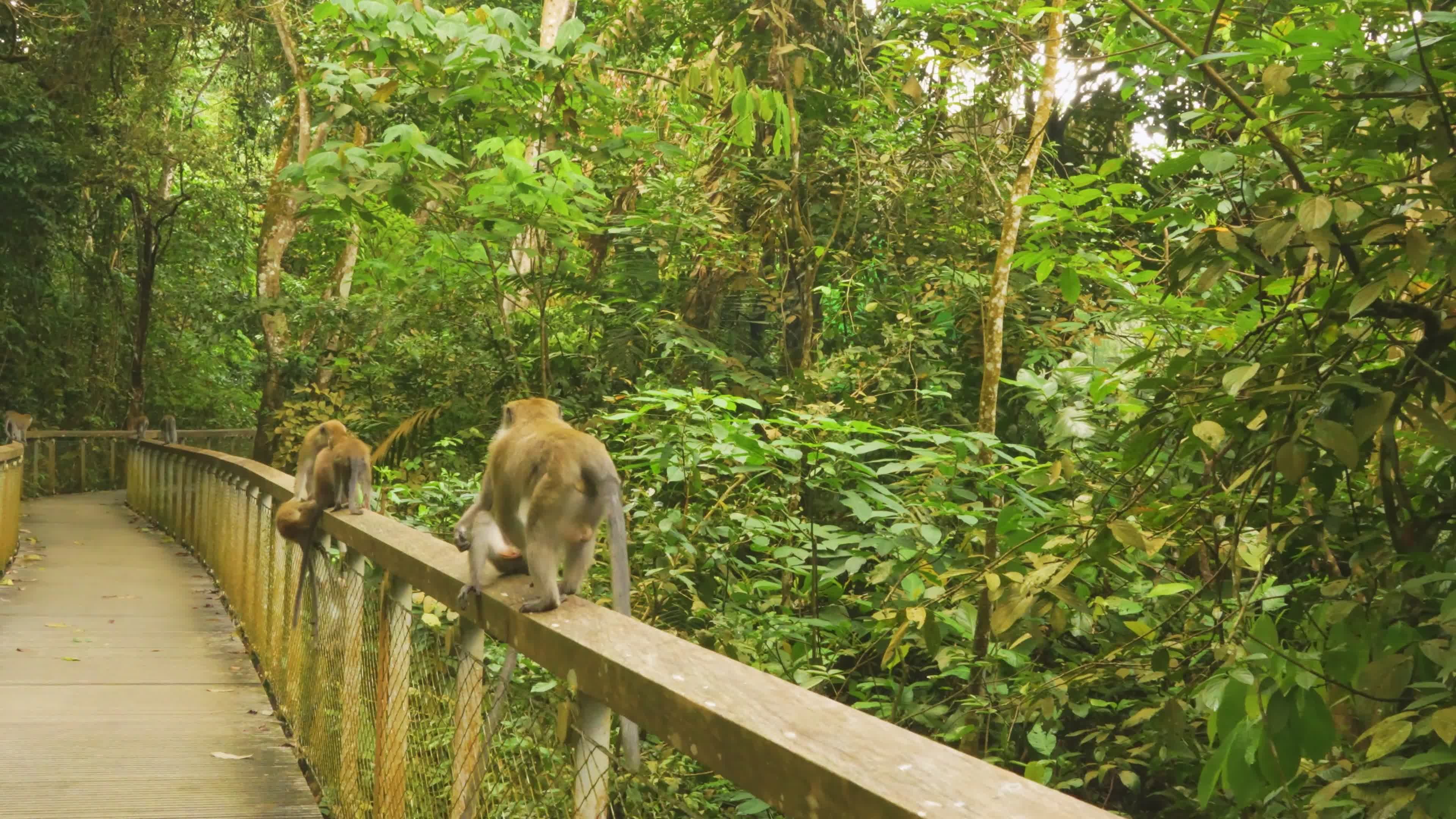 Serene Monkeys on a Forest Boardwalk Free Stock Video Footage, Royalty ...