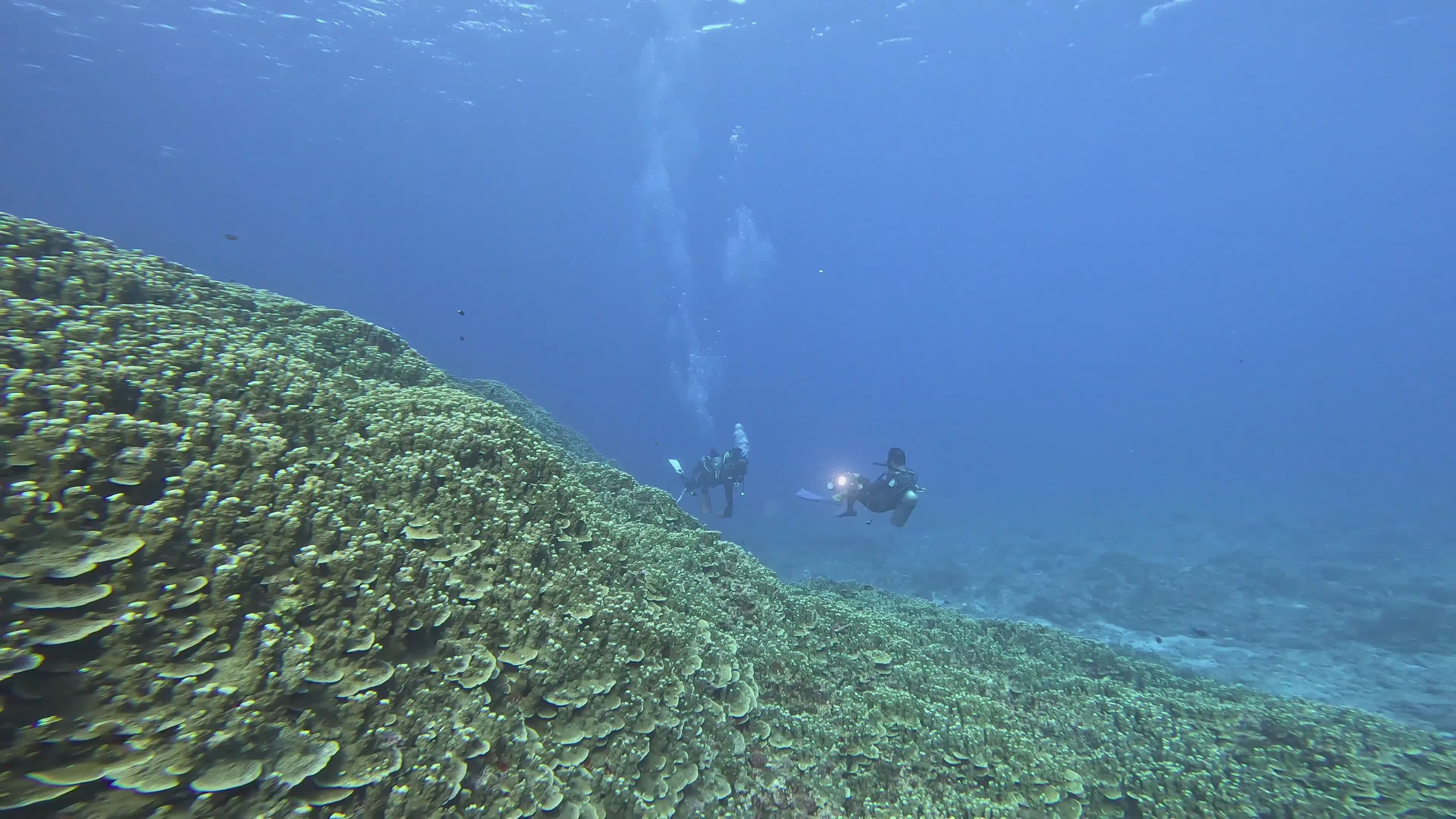 Exploring Vibrant Coral Reef Underwater Free Stock Video Footage ...