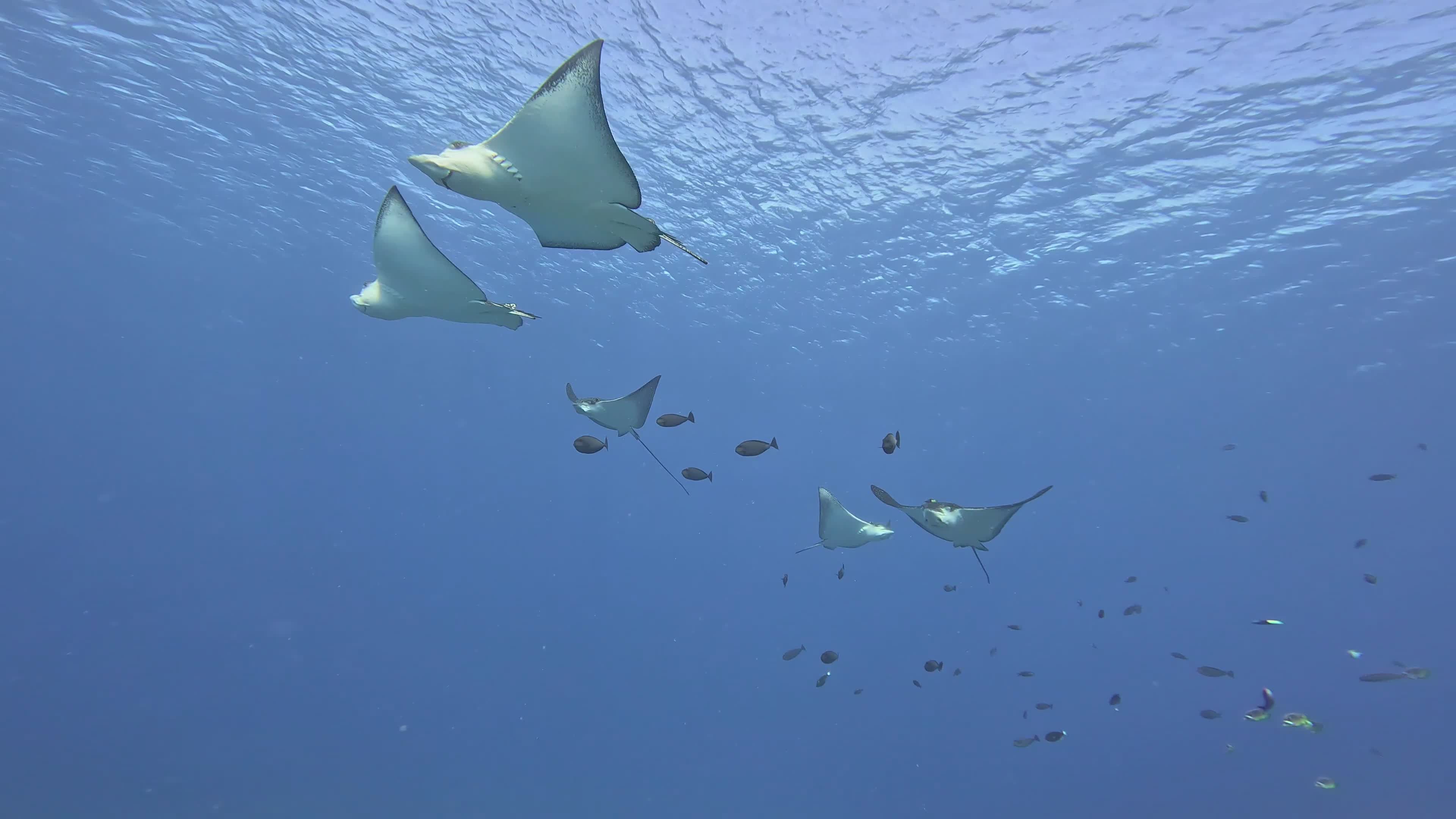 Graceful Stingrays Swimming Underwater Ocean Scene Free Stock Video ...