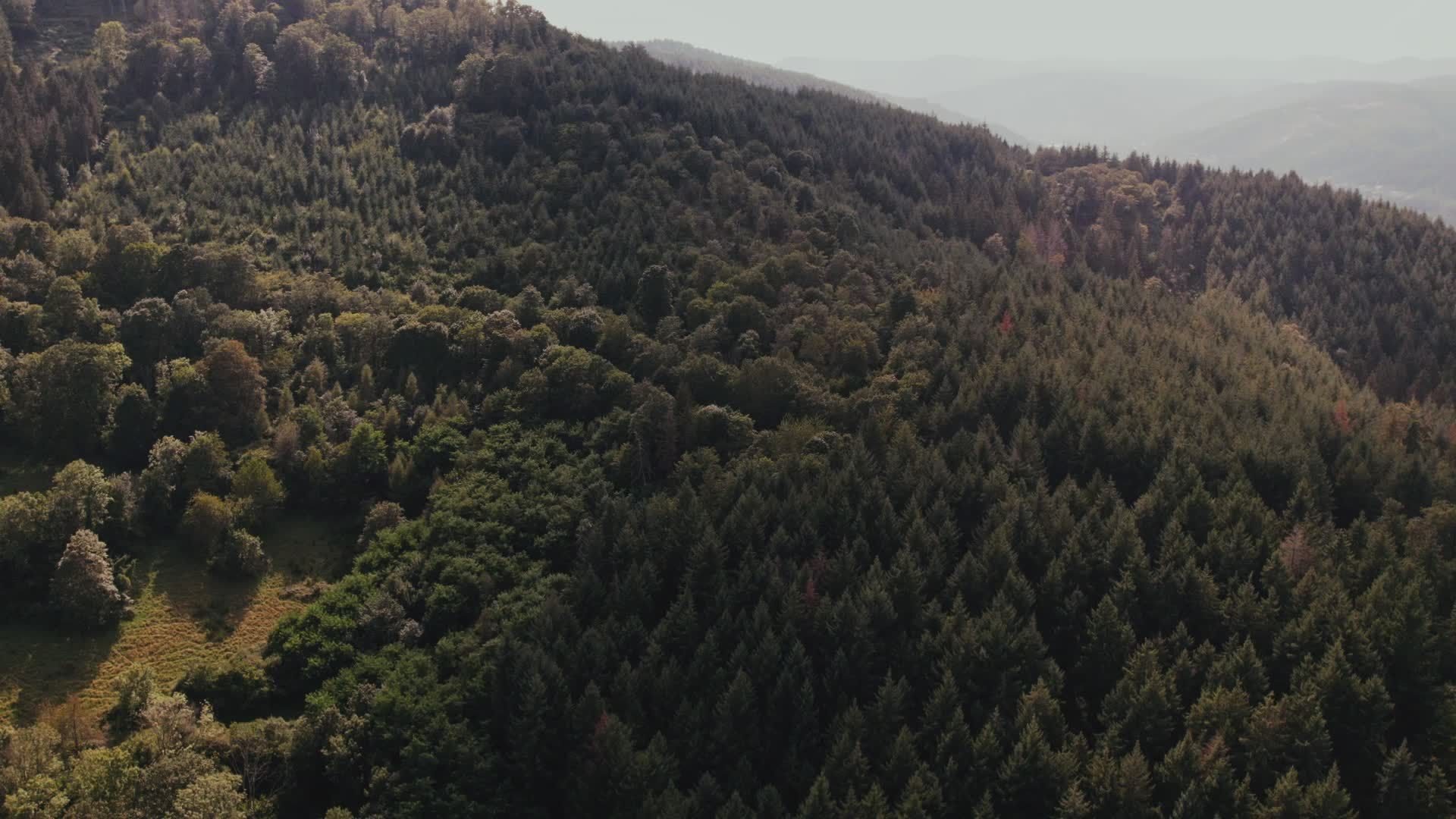 Aerial View of Lush Green Forest Landscape Free Stock Video Footage ...