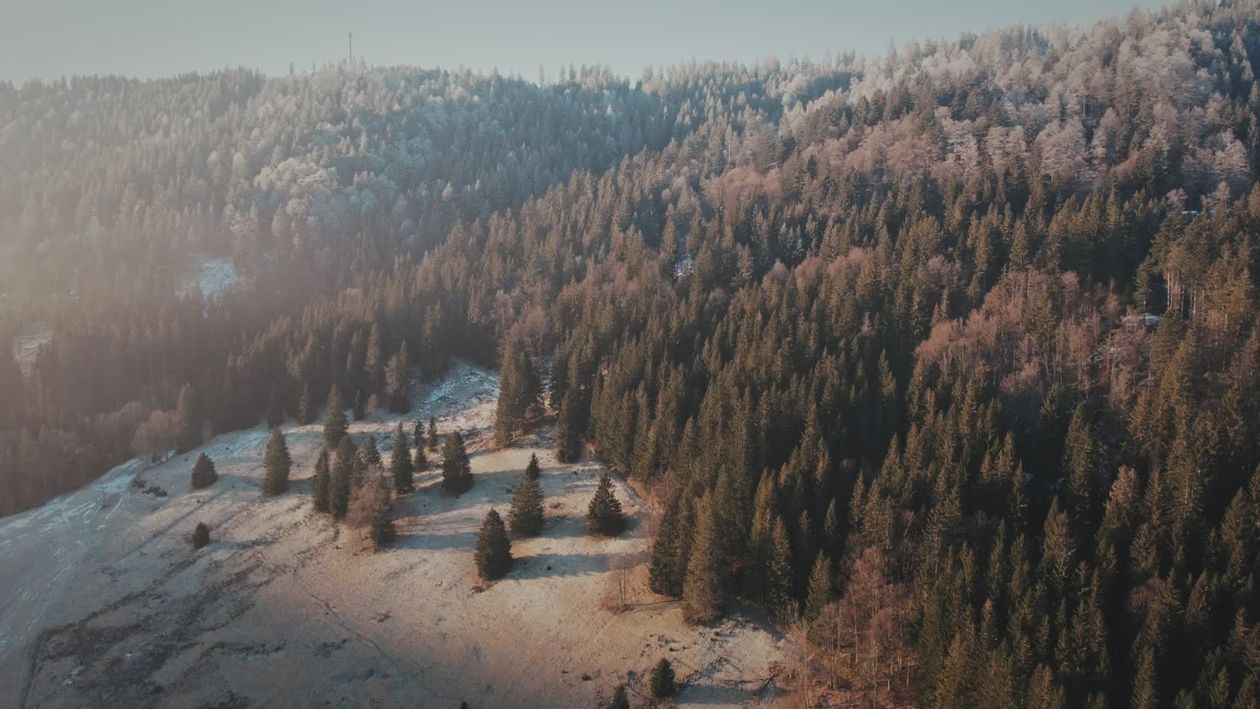 Aerial Winter View of Snowy Forest Landscape Free Stock Video Footage ...