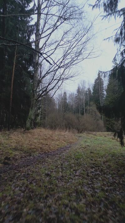 Darya Grey_Owl's nature timelapse video