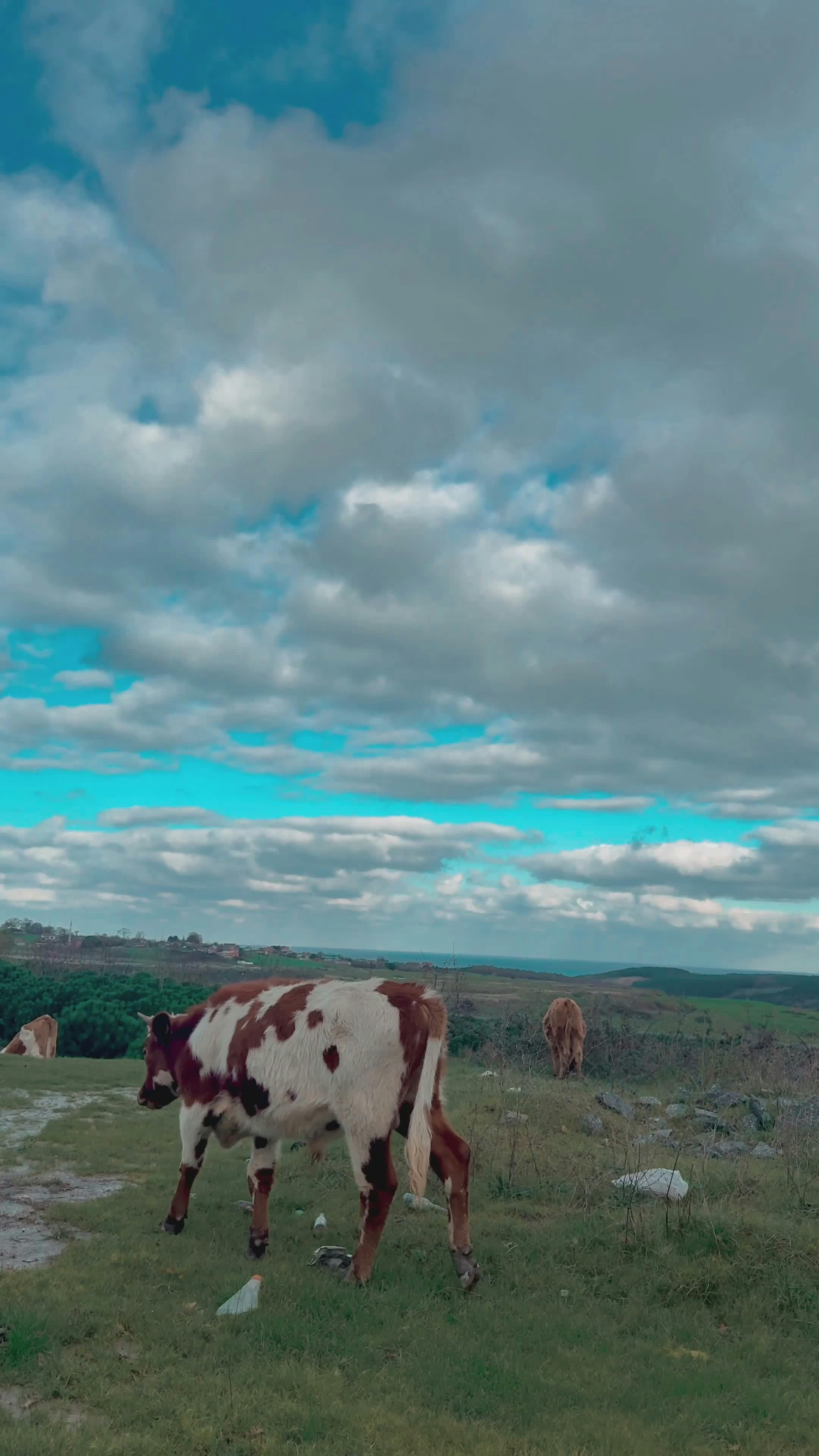 peaceful cattle grazing under cloudy sky 35390011
