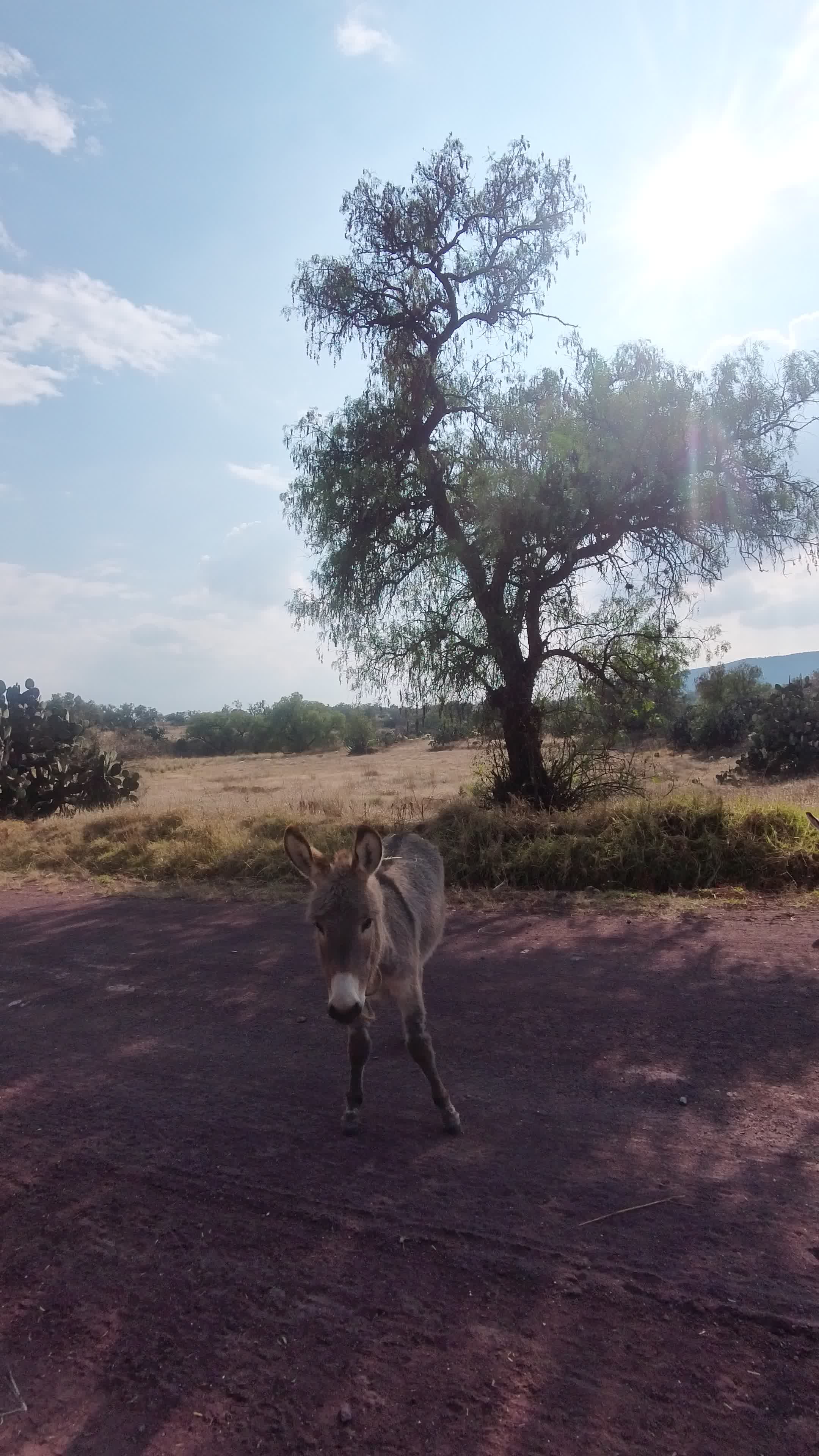 Serene Donkey Grazing in Natural Landscape Free Stock Video Footage ...