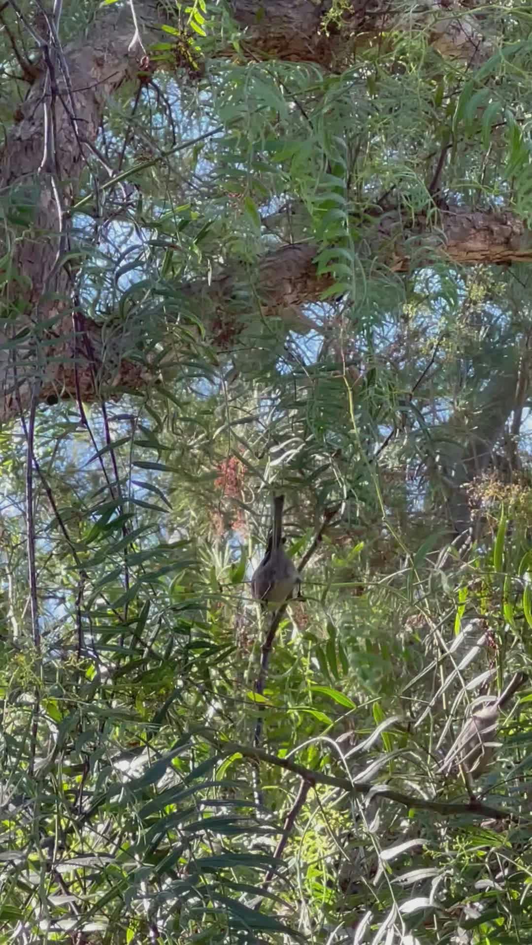 Video by Thanh Uyen