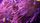 sea anemone