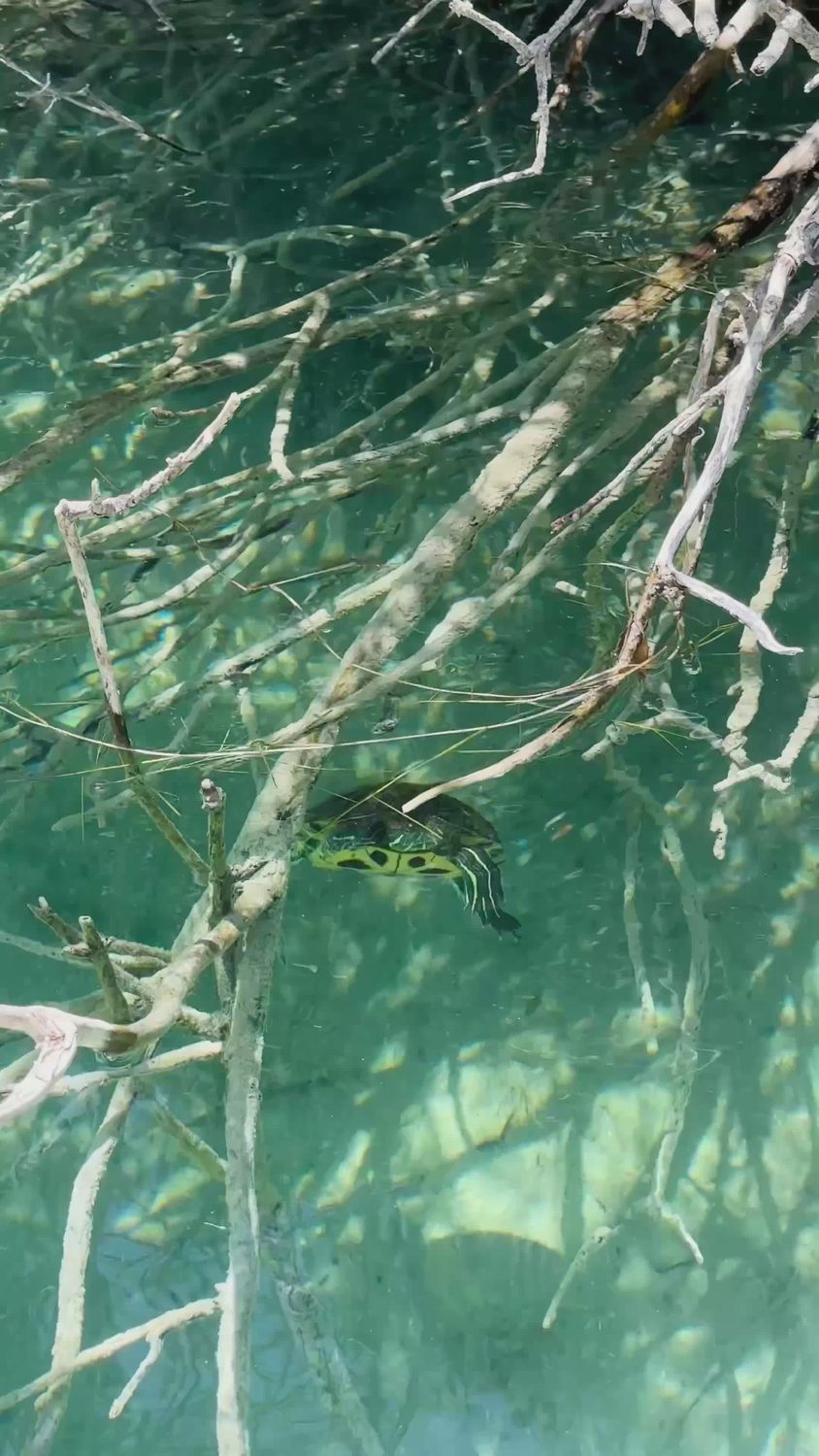 Turtle Back Roots Turtle Navigating Through Mangrove Roots in Clear Water Free Stock ...