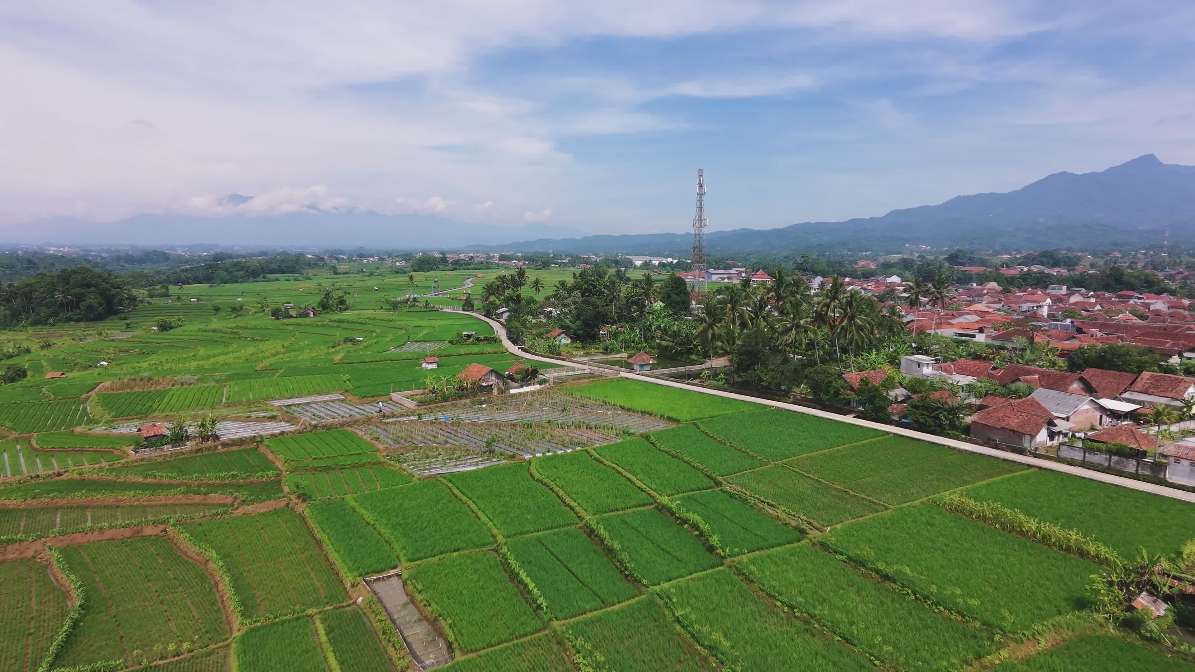 Aerial View of Lush Green Rice Paddies Free Stock Video Footage ...