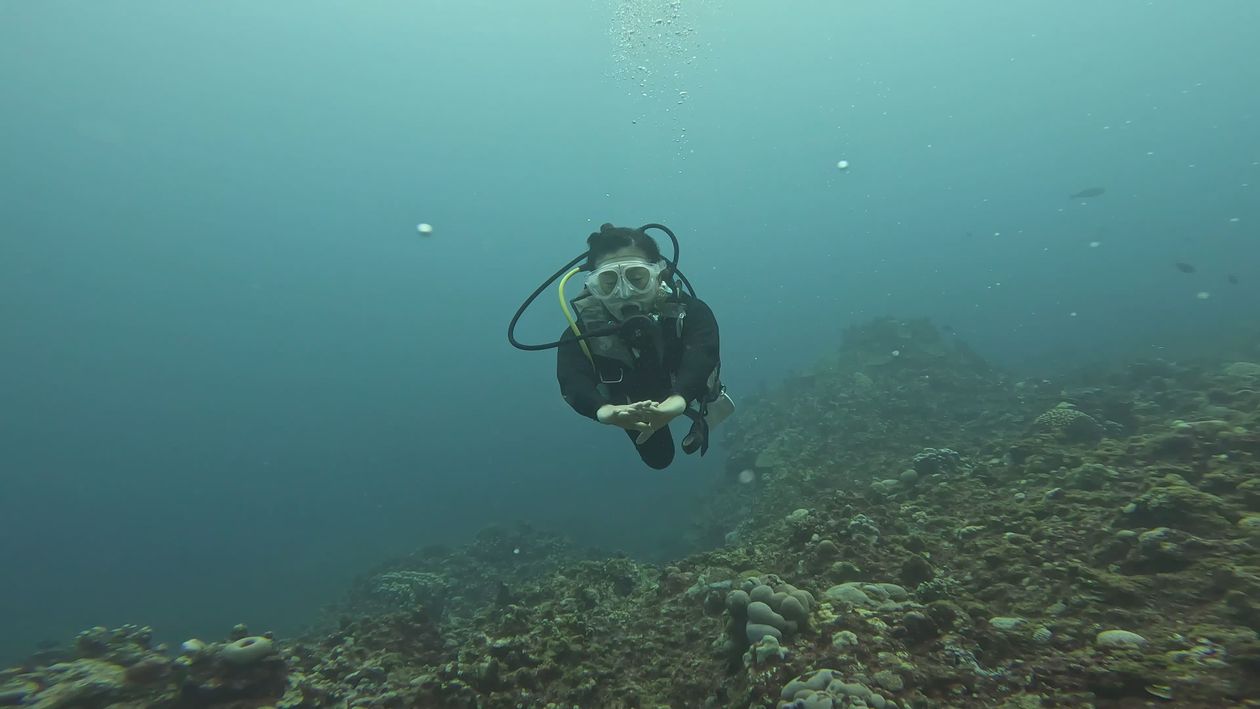 Scuba Diver Exploring Vibrant Coral Reef Free Stock Video Footage ...