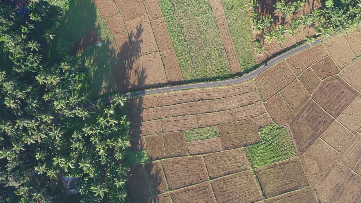 Aerial View of Lush Green Paddy Fields in Kerala Free Stock Video ...