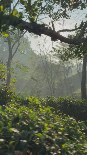 茶农采茶视频素材视频素材高清视频高清视频视频素材