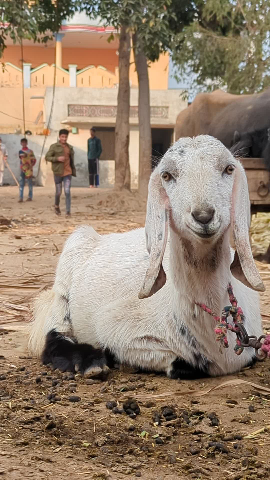 Adorable White Goat in Rural Village Free Stock Video Footage, Royalty ...