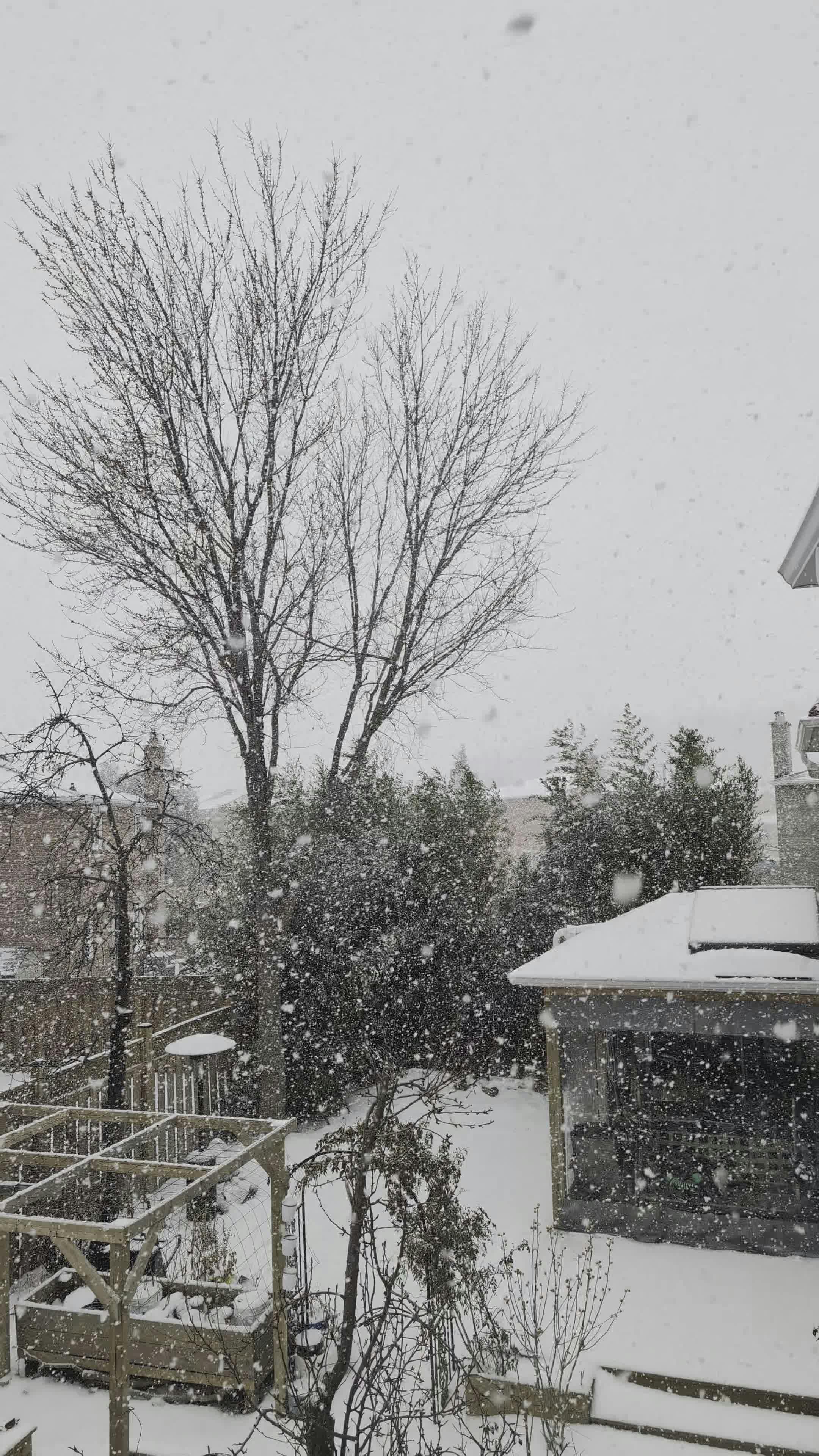 Serene Winter Snowfall in Residential Backyard Free Stock Video Footage ...