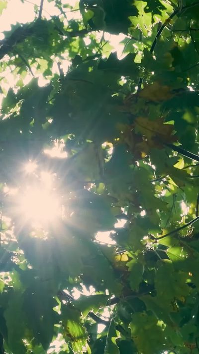 Matthias Groeneveld's nature timelapse video