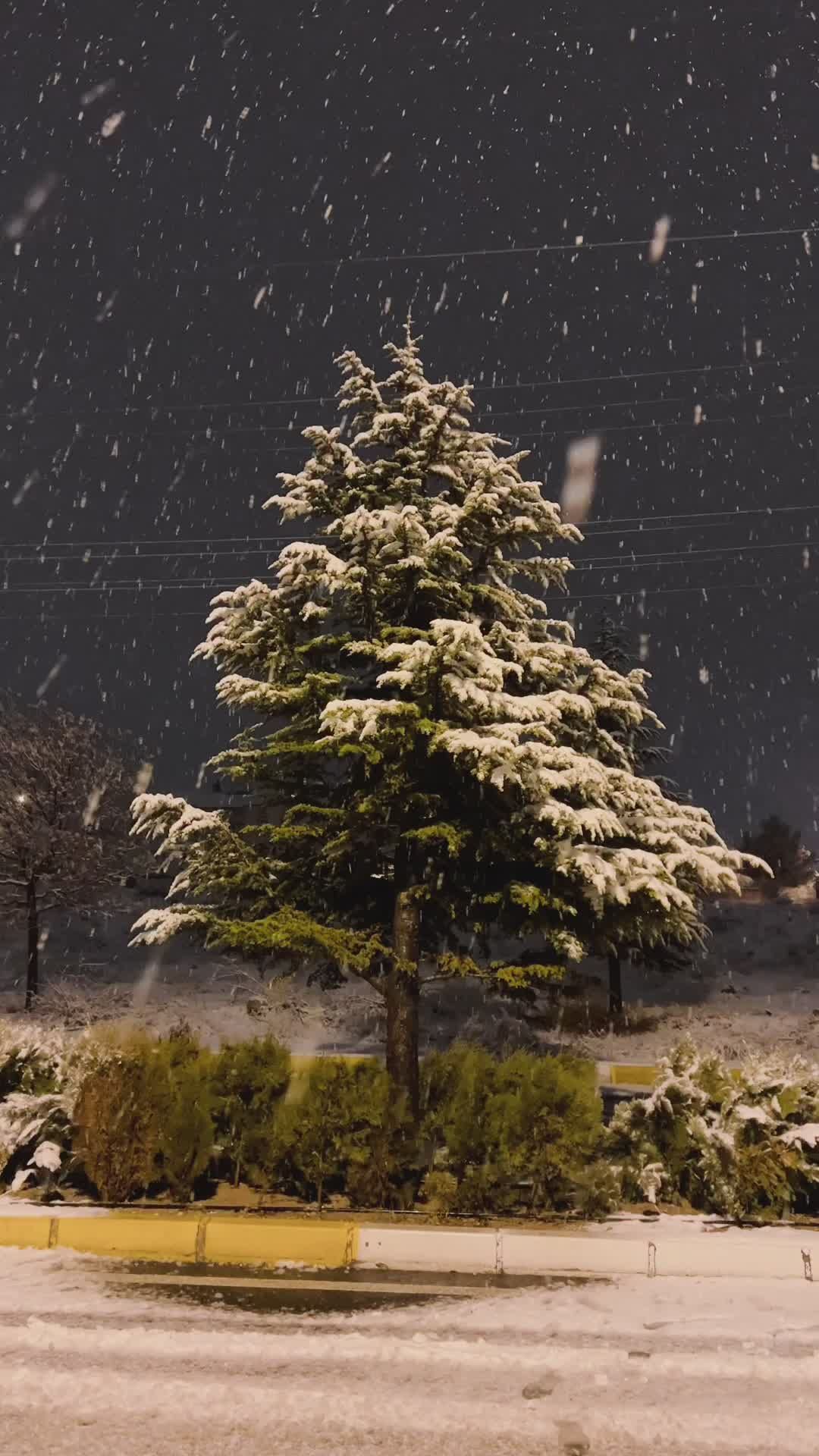 snowy pine tree at night in winter storm 35469750