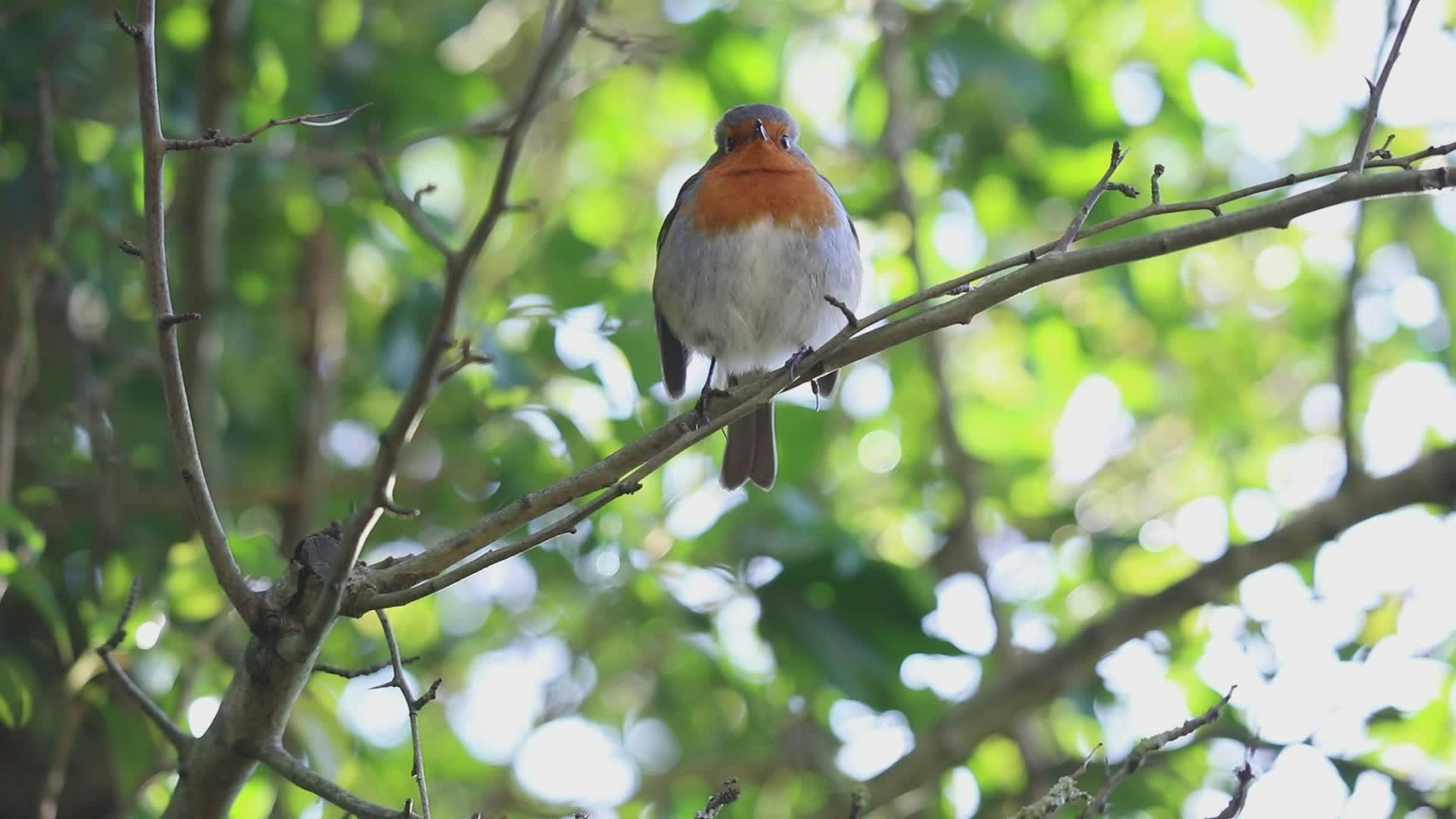 Vibrant Robin Perched on Tree Branch in Spring Free Stock Video Footage ...