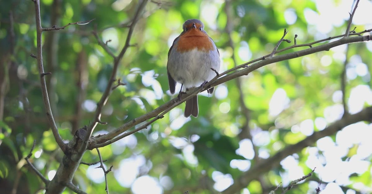 Vibrant Robin Perched on Tree Branch in Spring Free Stock Video Footage ...