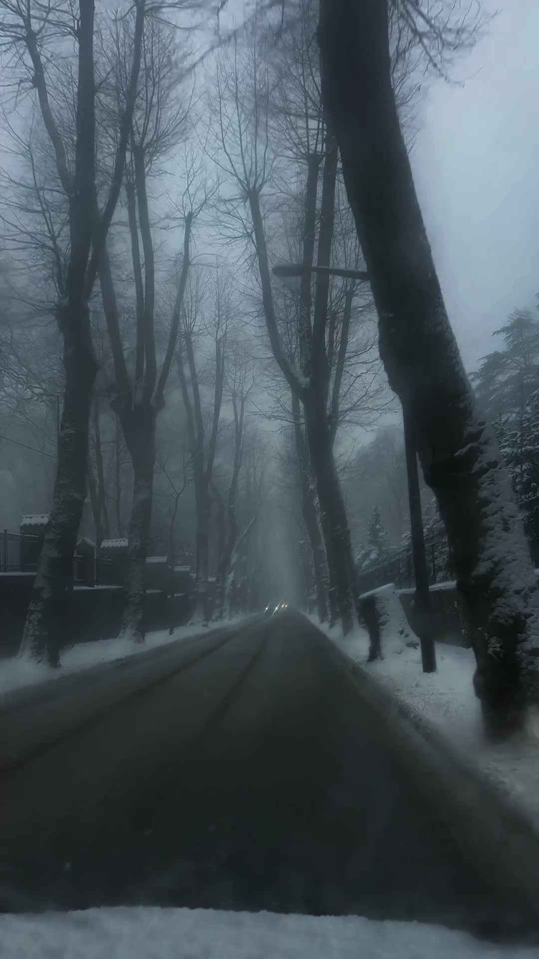Serene Winter Drive Through Snowy Forest Road Free Stock Video Footage ...