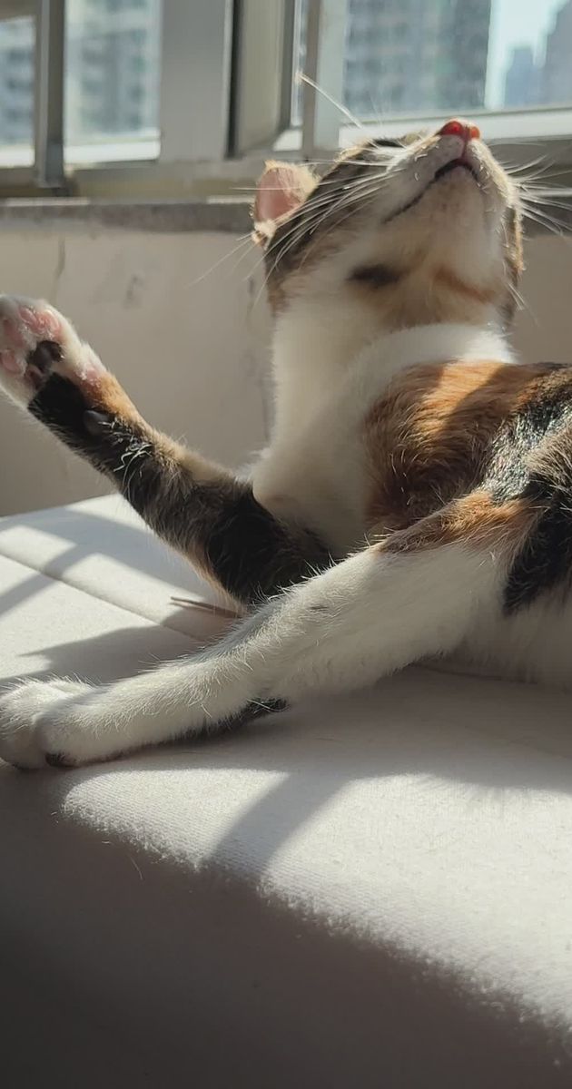 Pexels Video 35486843