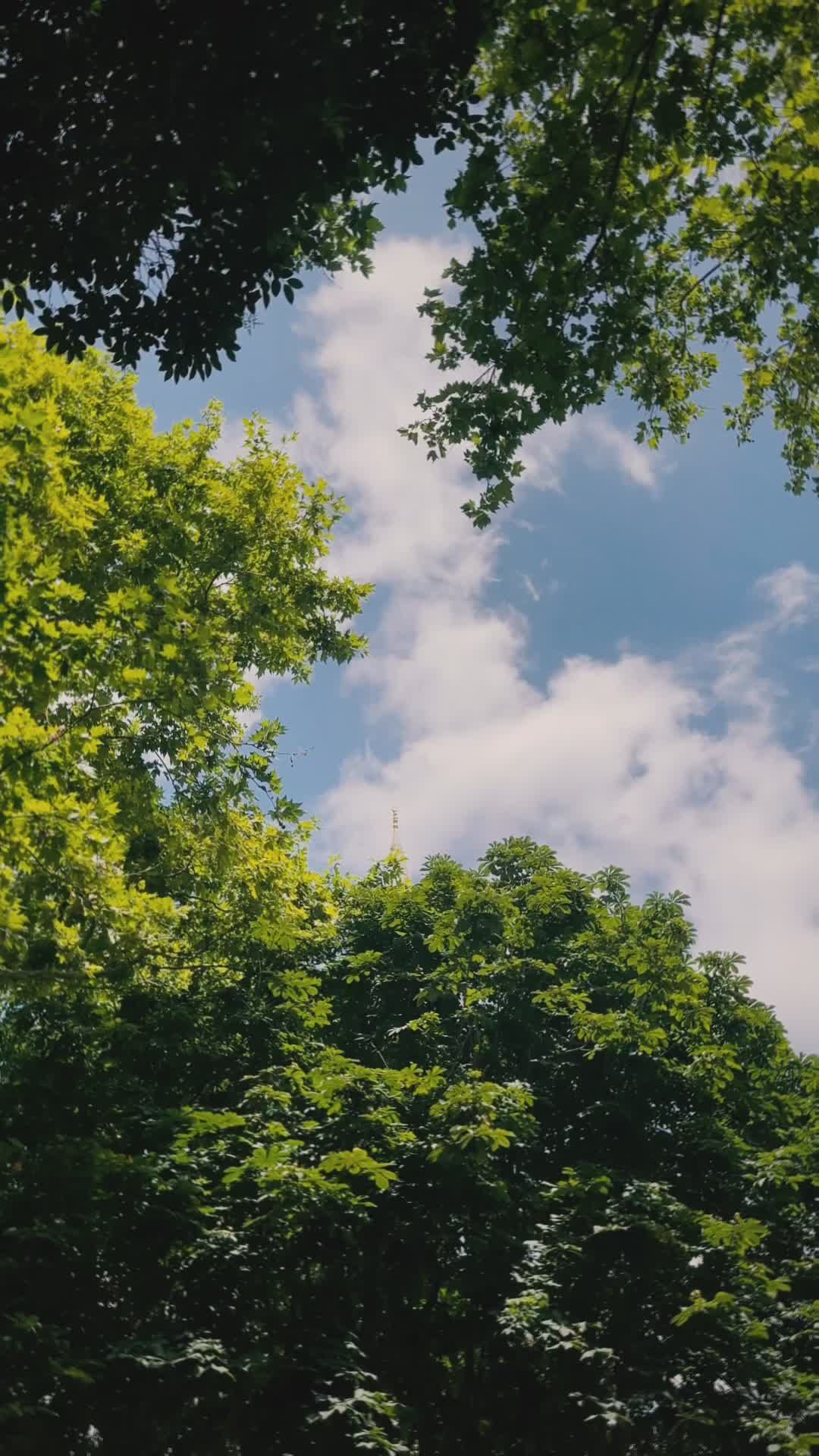 Video by mohcen cherifi