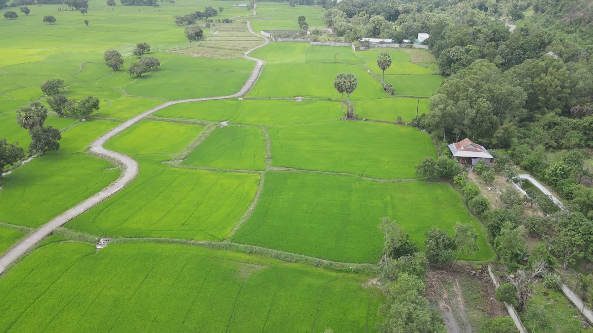 Aerial View of Lush Green Paddy Fields in Countryside Free Stock Video ...