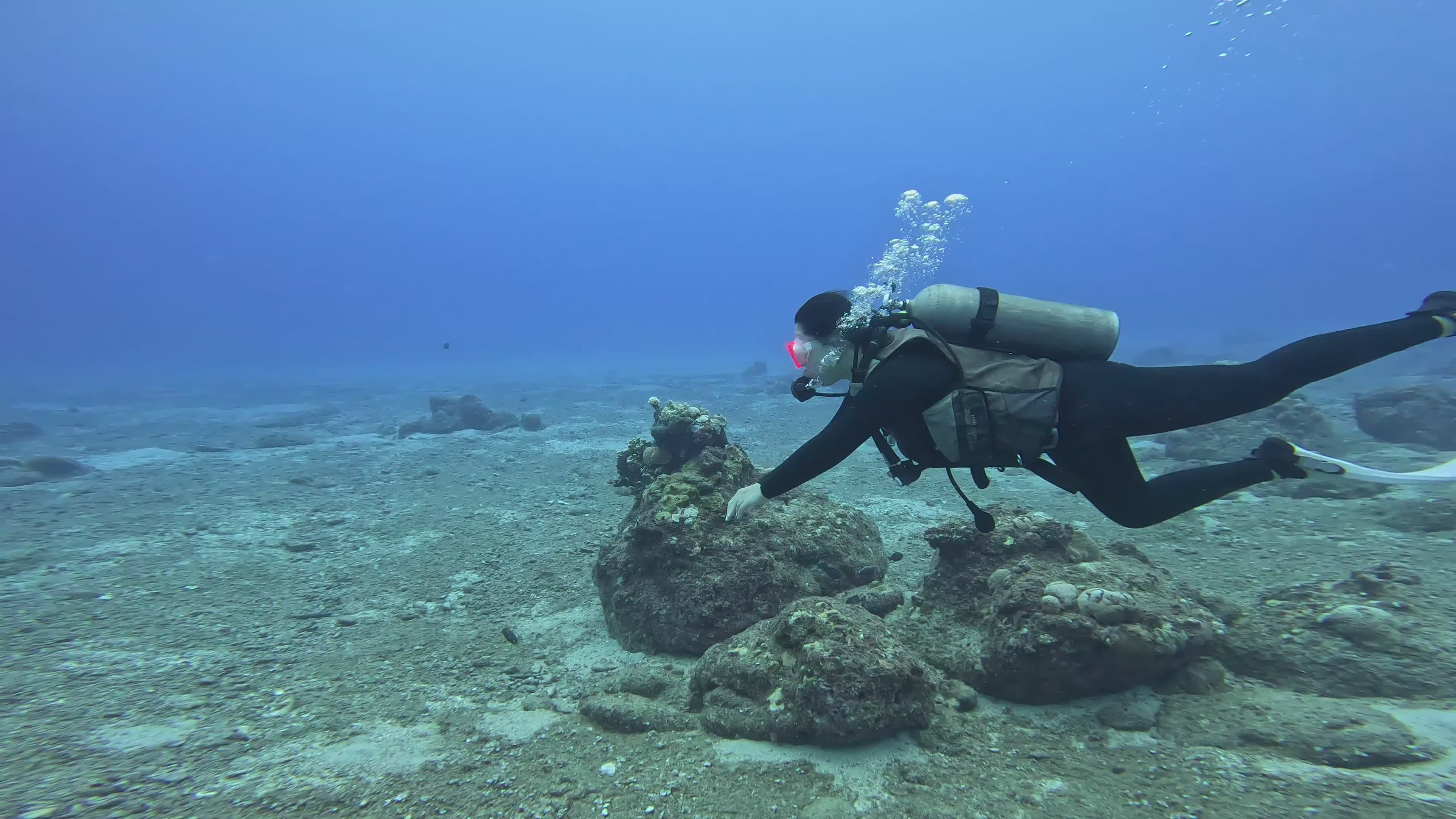 Scuba Diver Exploring Underwater Coral Reef Free Stock Video Footage ...