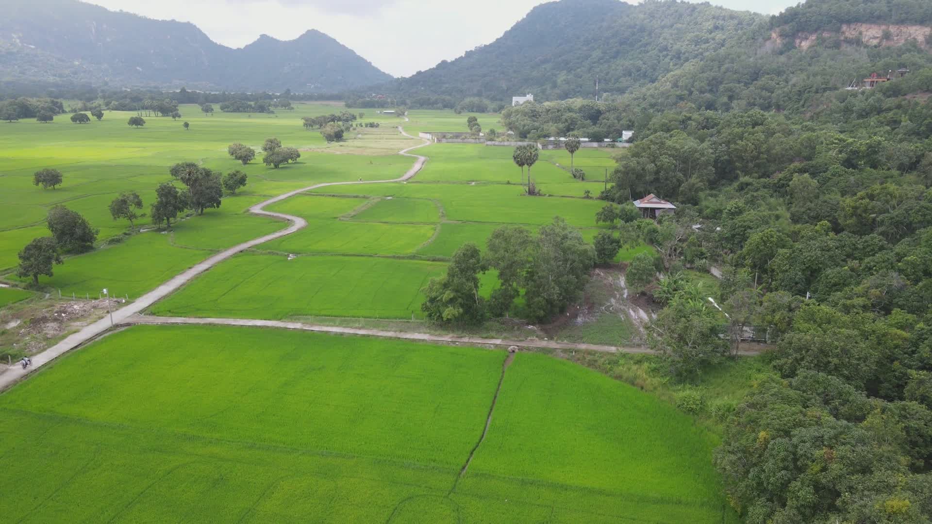 Aerial View of Lush Green Rice Fields Free Stock Video Footage, Royalty ...