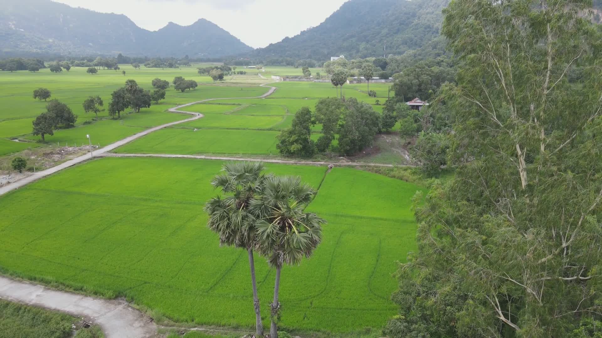 Aerial View of Lush Green Rice Fields Free Stock Video Footage, Royalty ...