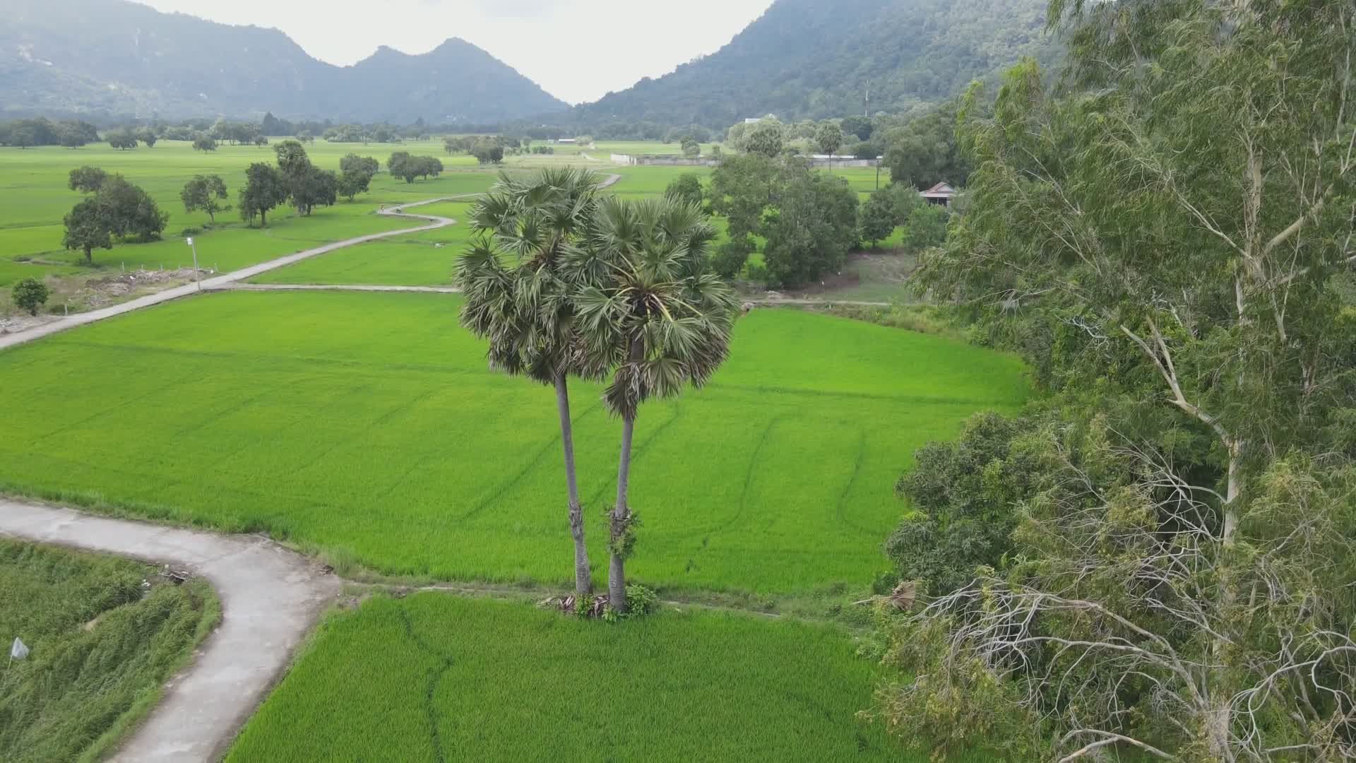 Scenic Aerial View of Lush Green Rice Fields Free Stock Video Footage ...