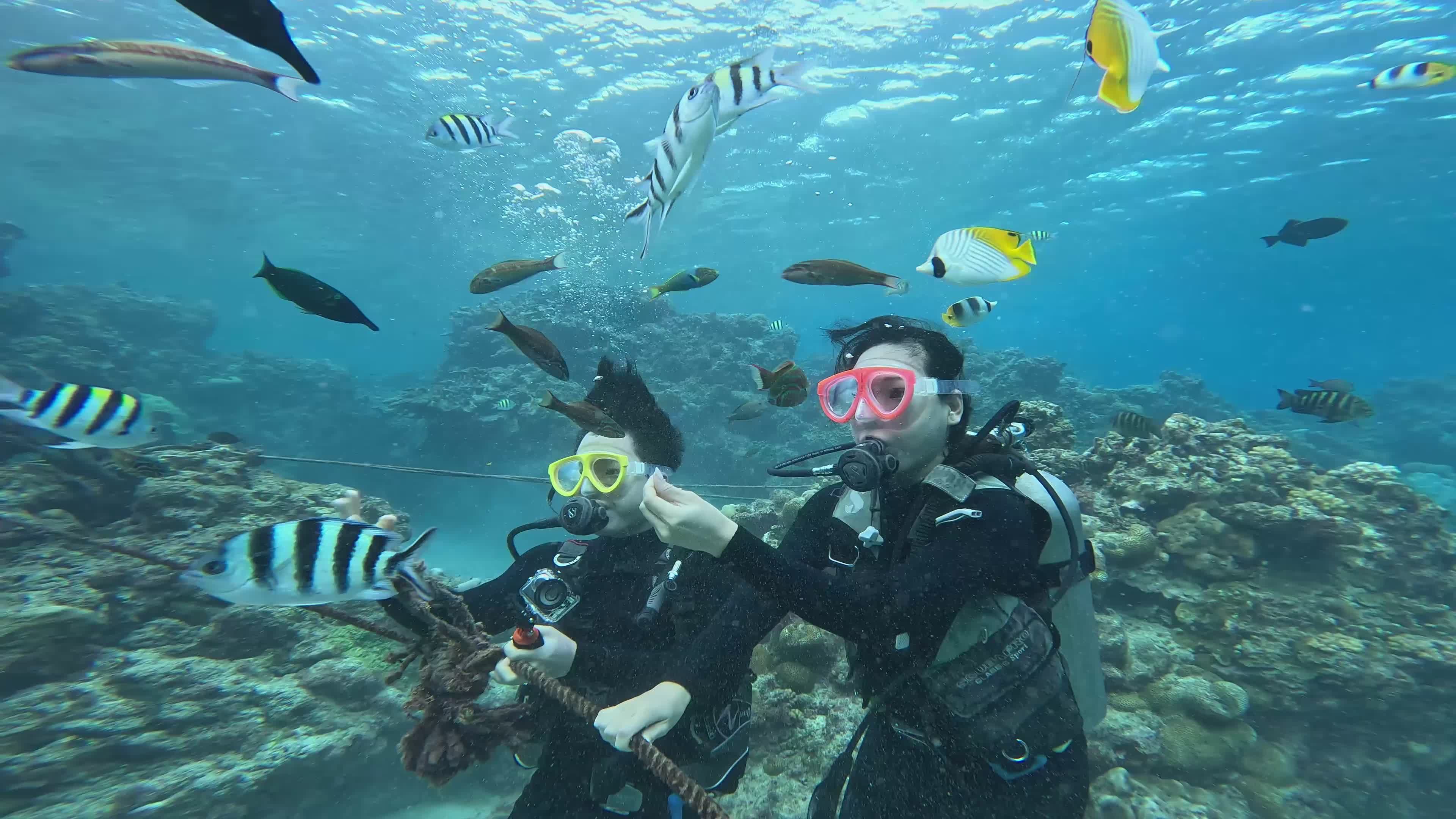 Scuba Diving Adventure in Vibrant Coral Reefs Free Stock Video Footage ...