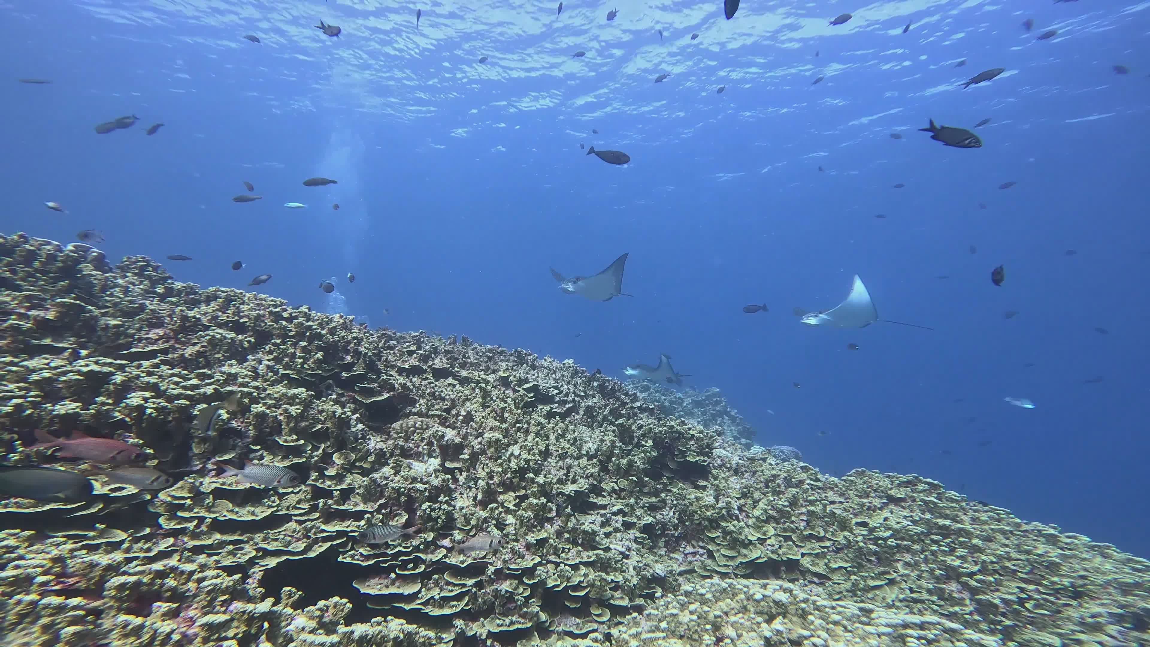 Pippa Fish Videos, Download The BEST Free 4k Stock Video Footage ...