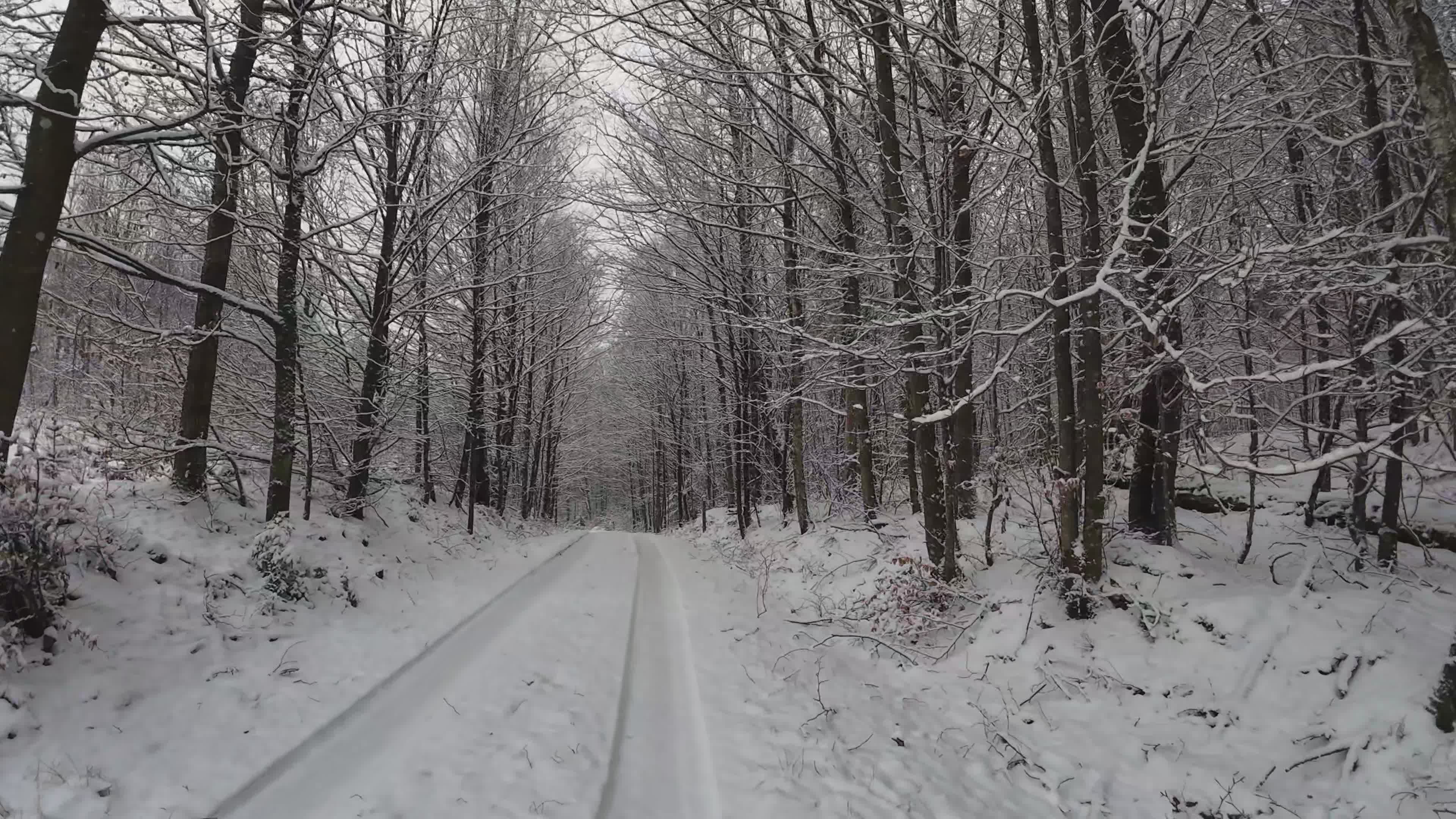 Serene Winter Forest Pathway Blanketed in Snow Free Stock Video Footage ...