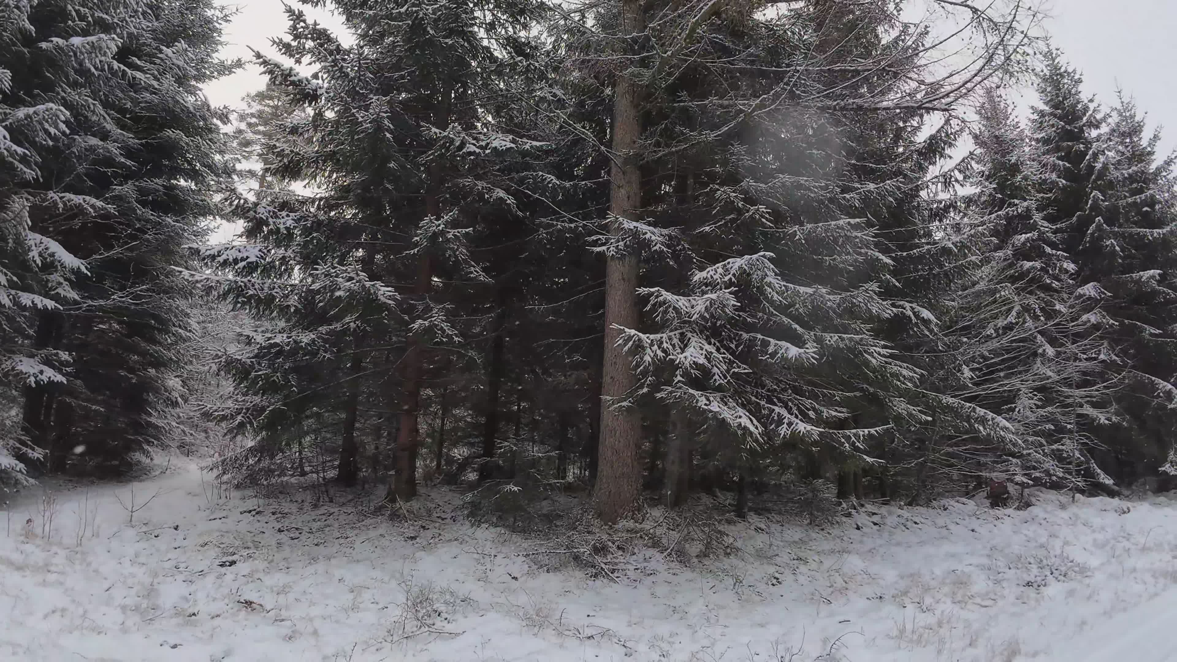 Serene Snowy Forest in Winter Wonderland Free Stock Video Footage ...