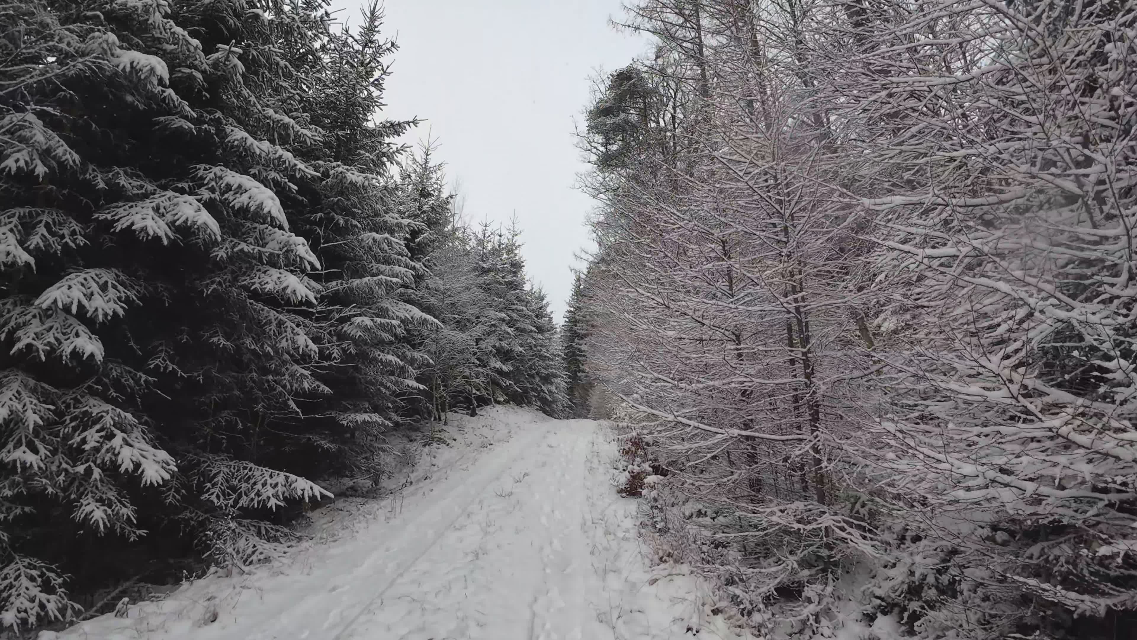 Serene Snow-Covered Forest Path in Winter Free Stock Video Footage ...