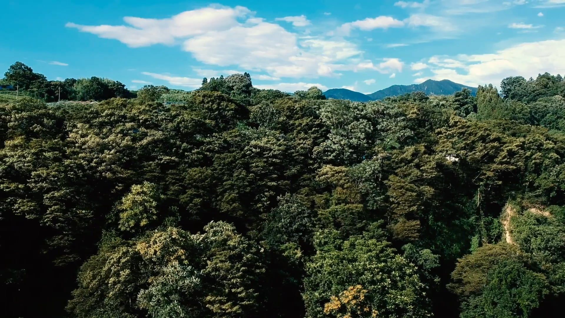 Aerial Footage Of Tall Trees In A Forest Free Stock Video Footage ...
