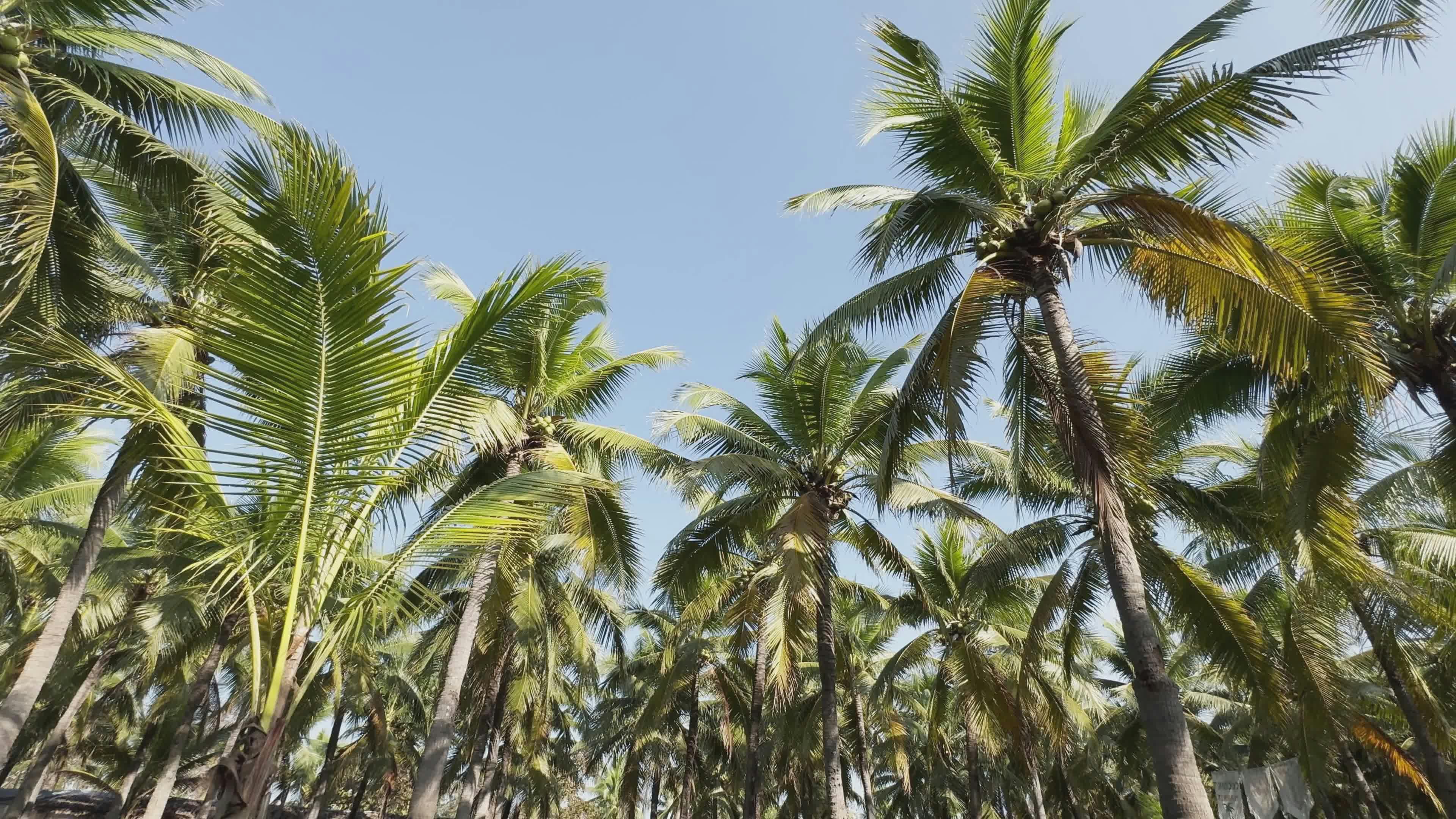 Video by Astrella Visuals