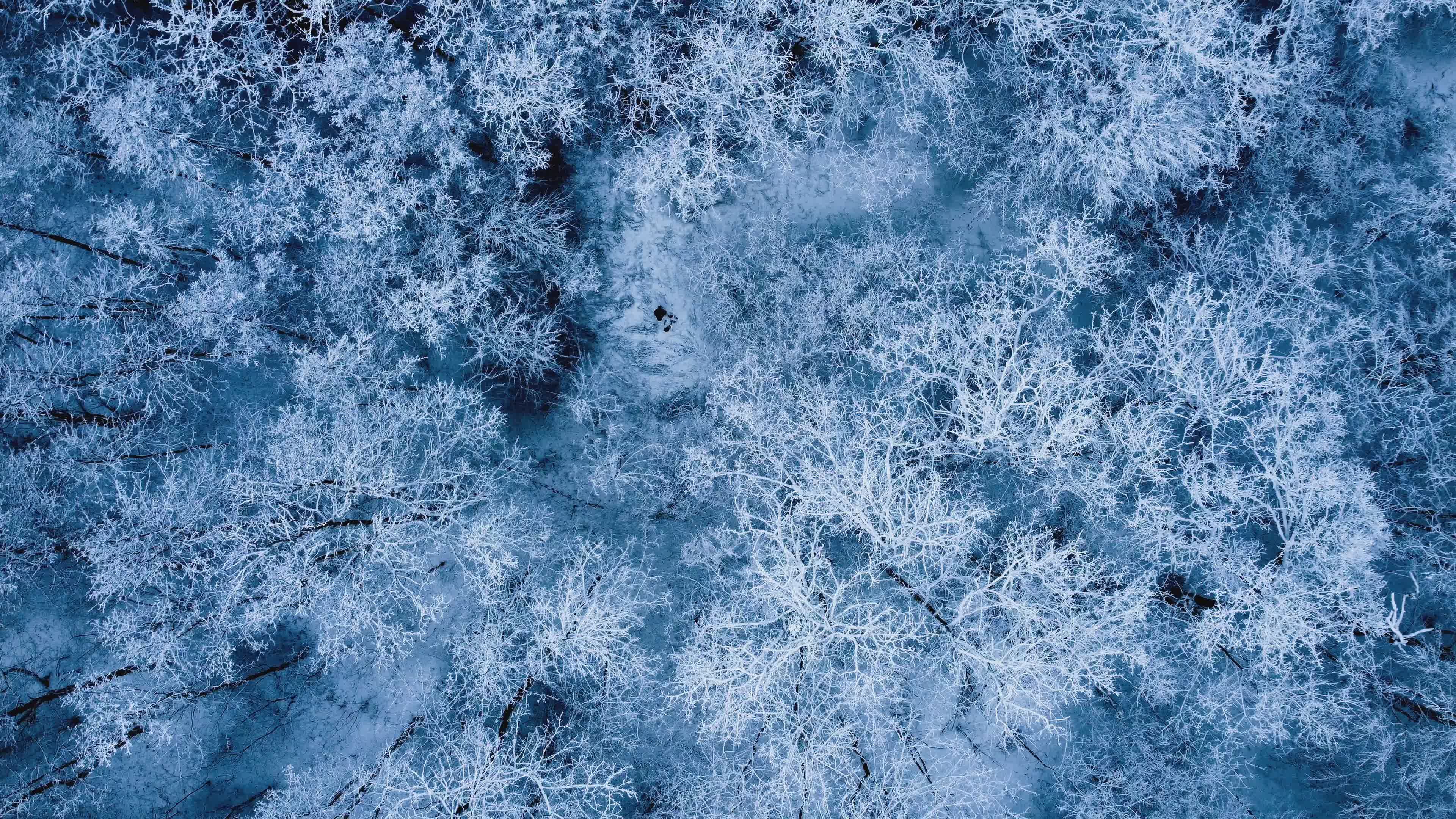 Aerial View of Snow-Covered Winter Forest Free Stock Video Footage ...