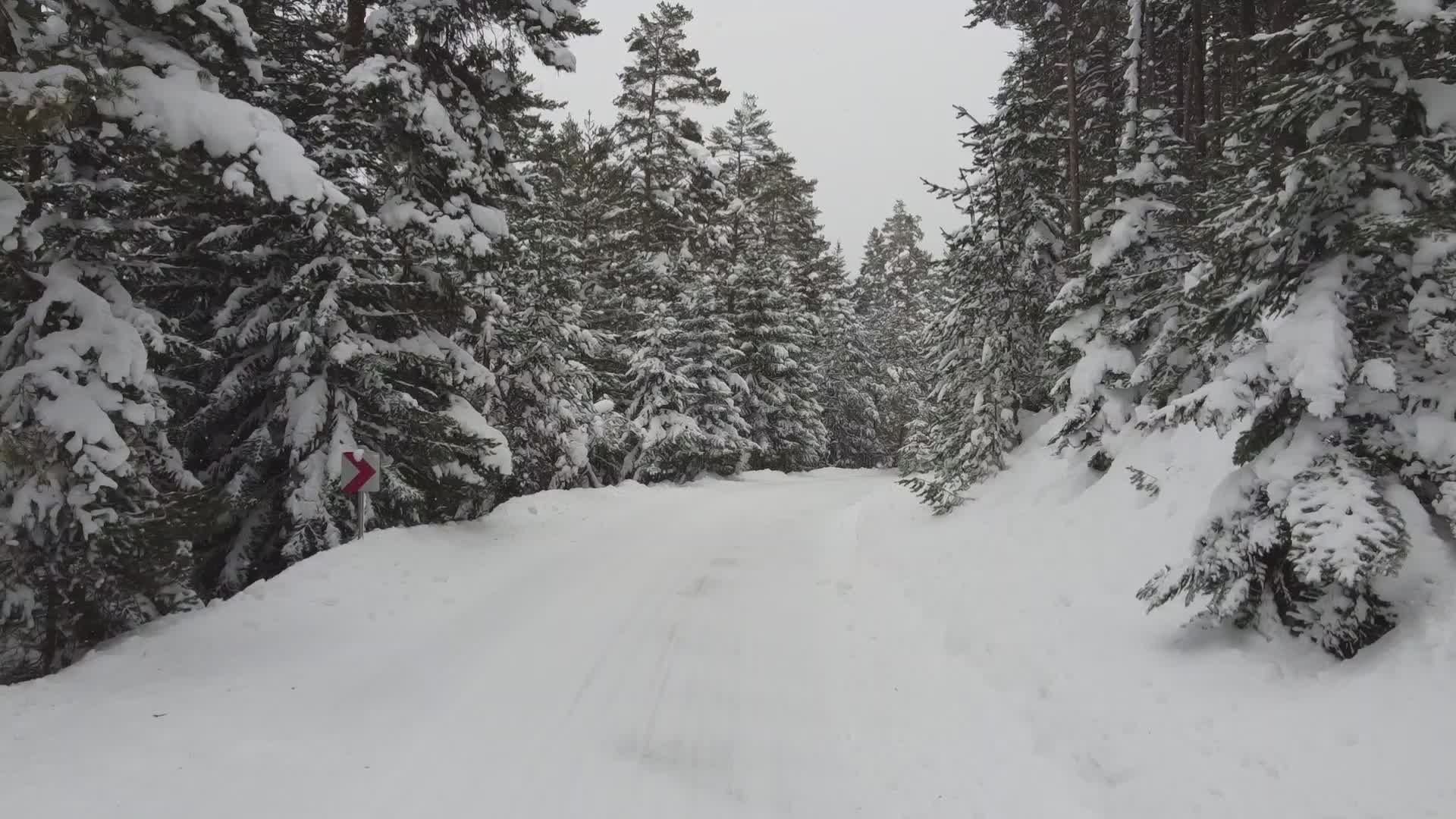 Serene Winter Drive Through Snowy Forest Free Stock Video Footage ...